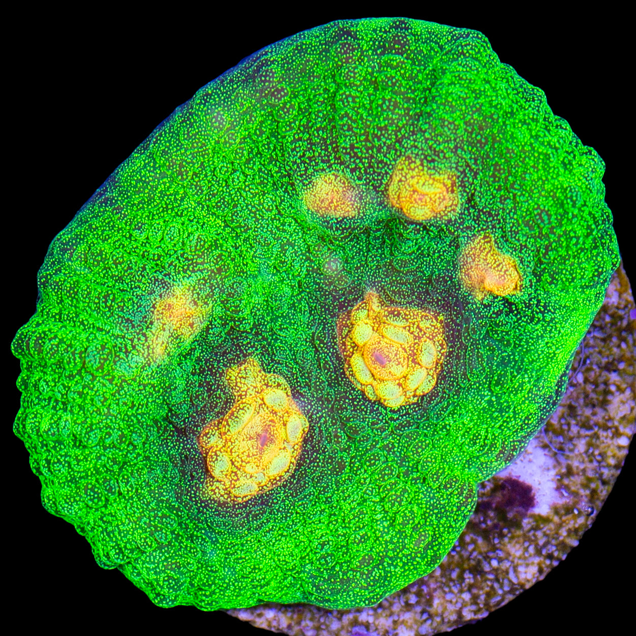 Raja Rampage Mycedium Coral