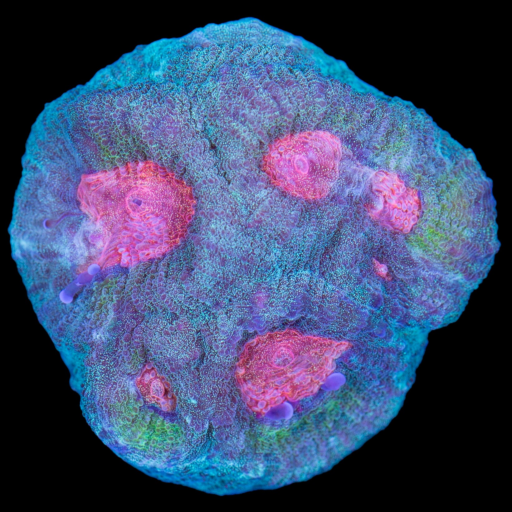 Orange Eye Favia Coral