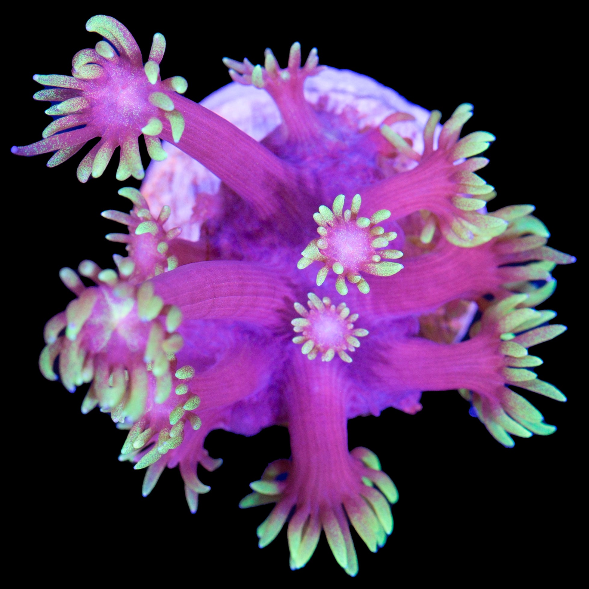 Mai Tai Goniopora Coral