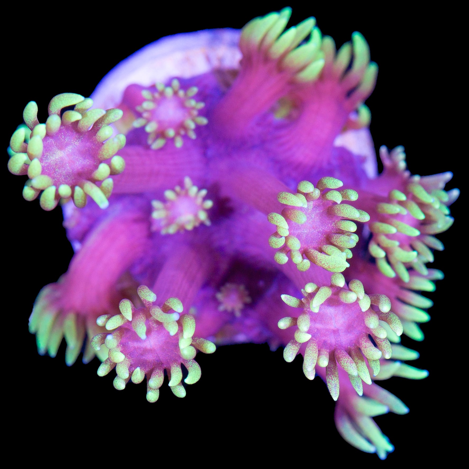 Mai Tai Goniopora Coral