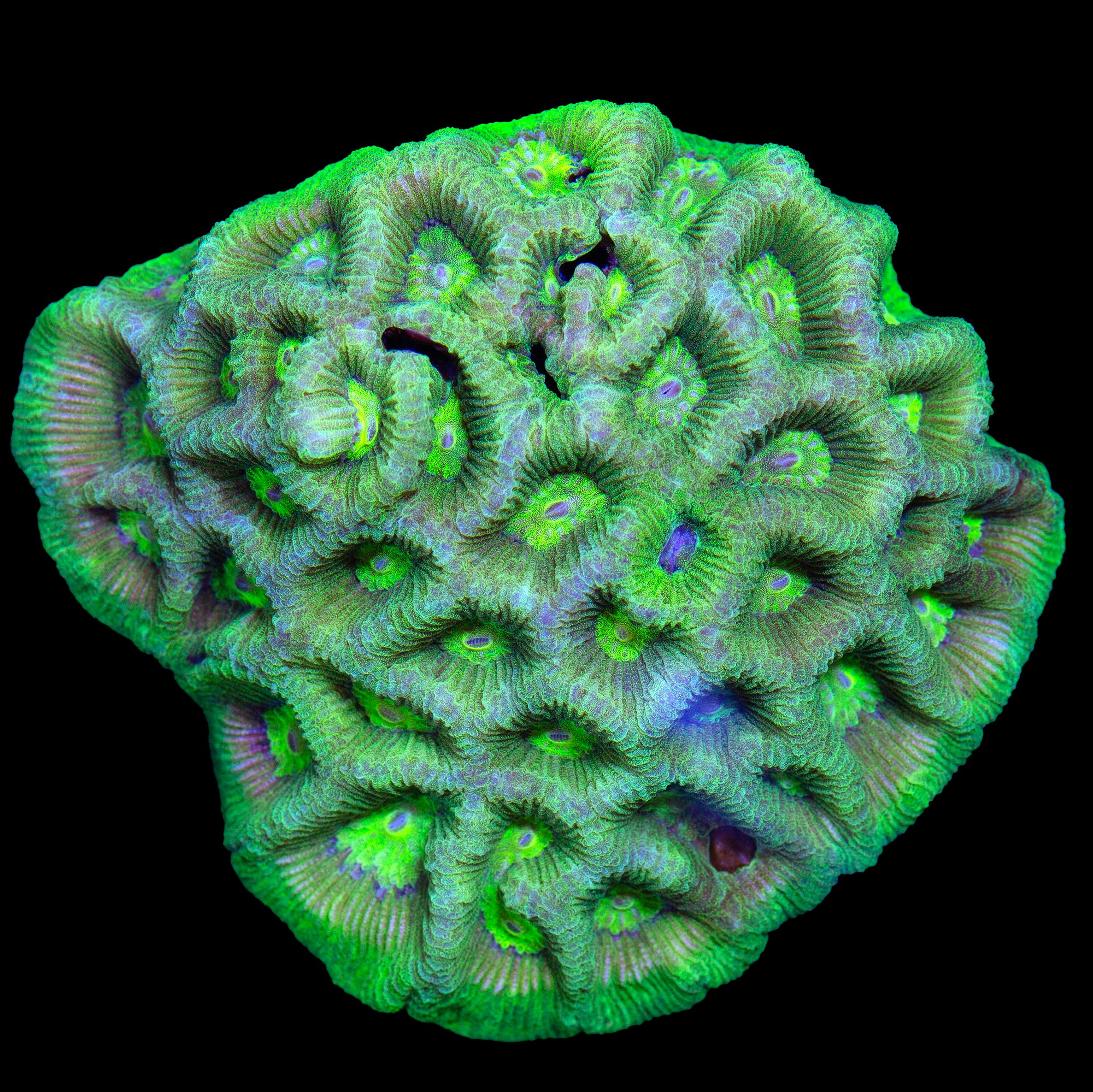 Toxic Green Goniostrea Coral - Vivid Aquariums