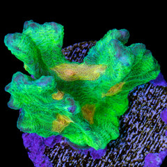 FJ6A9531_240x.jpg?v=1682370129