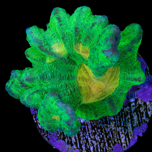 CORAL DX-5 セット dx-5-unit.jpg