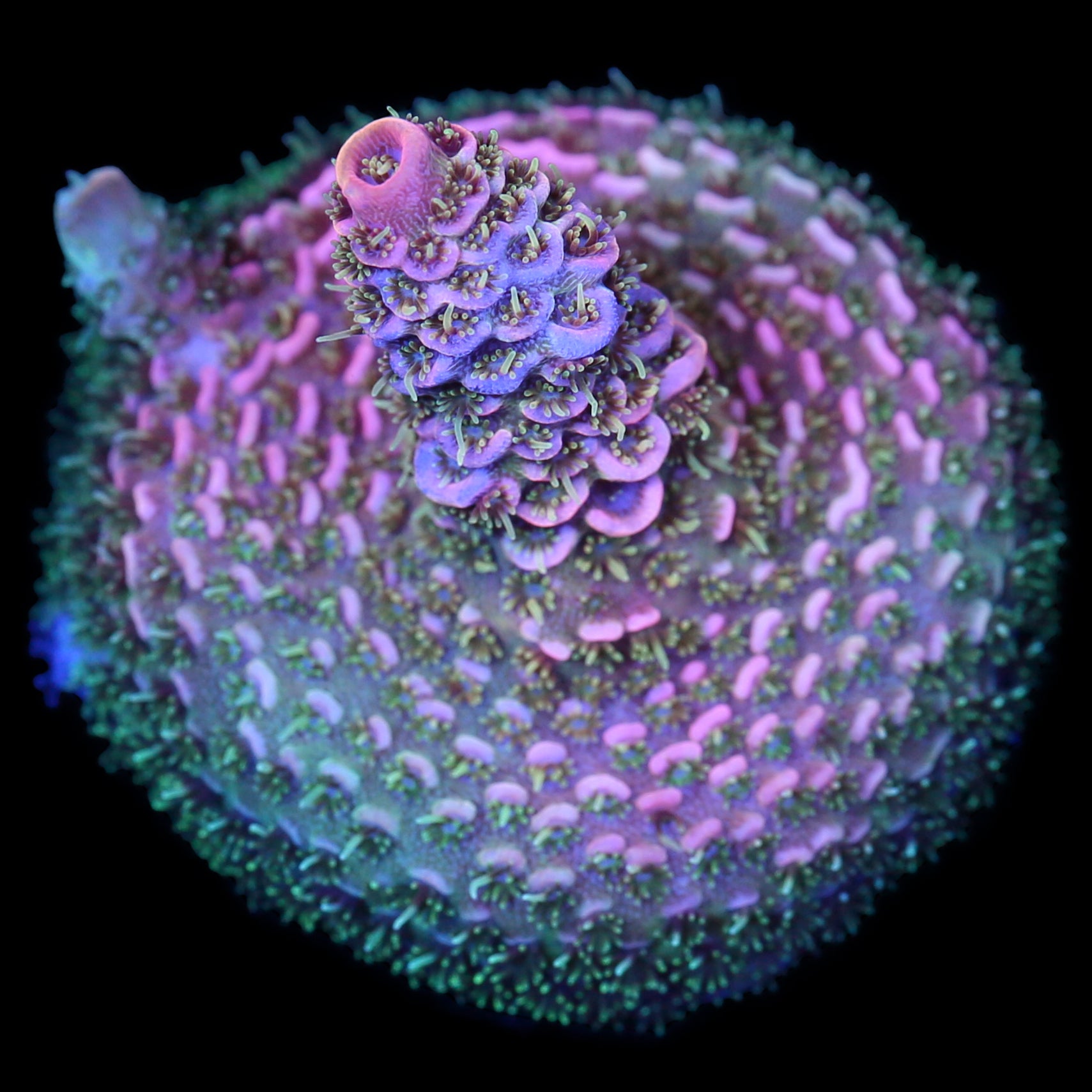 Dreamweaver Millepora Coral