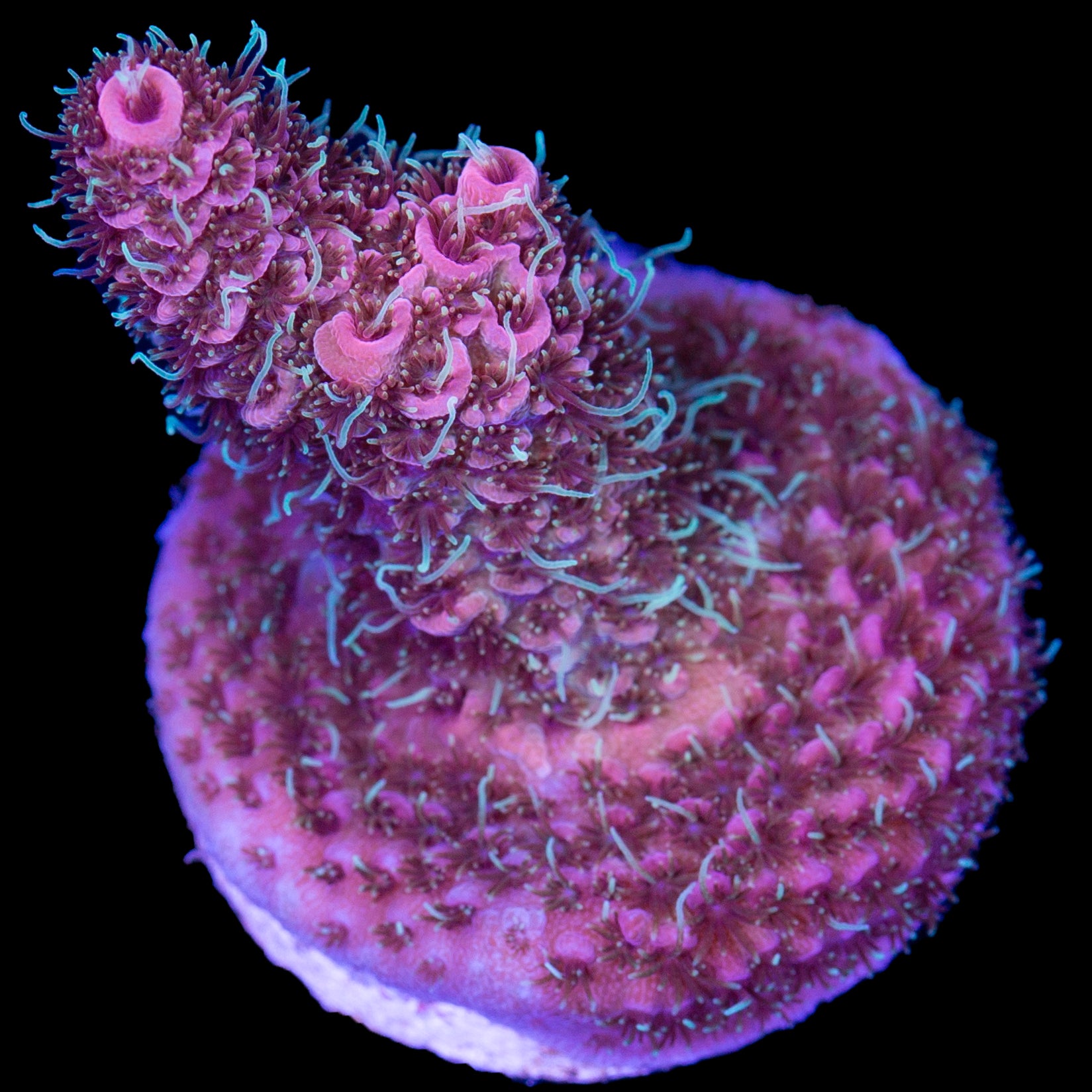 Ultra Raspberry Millepora Coral