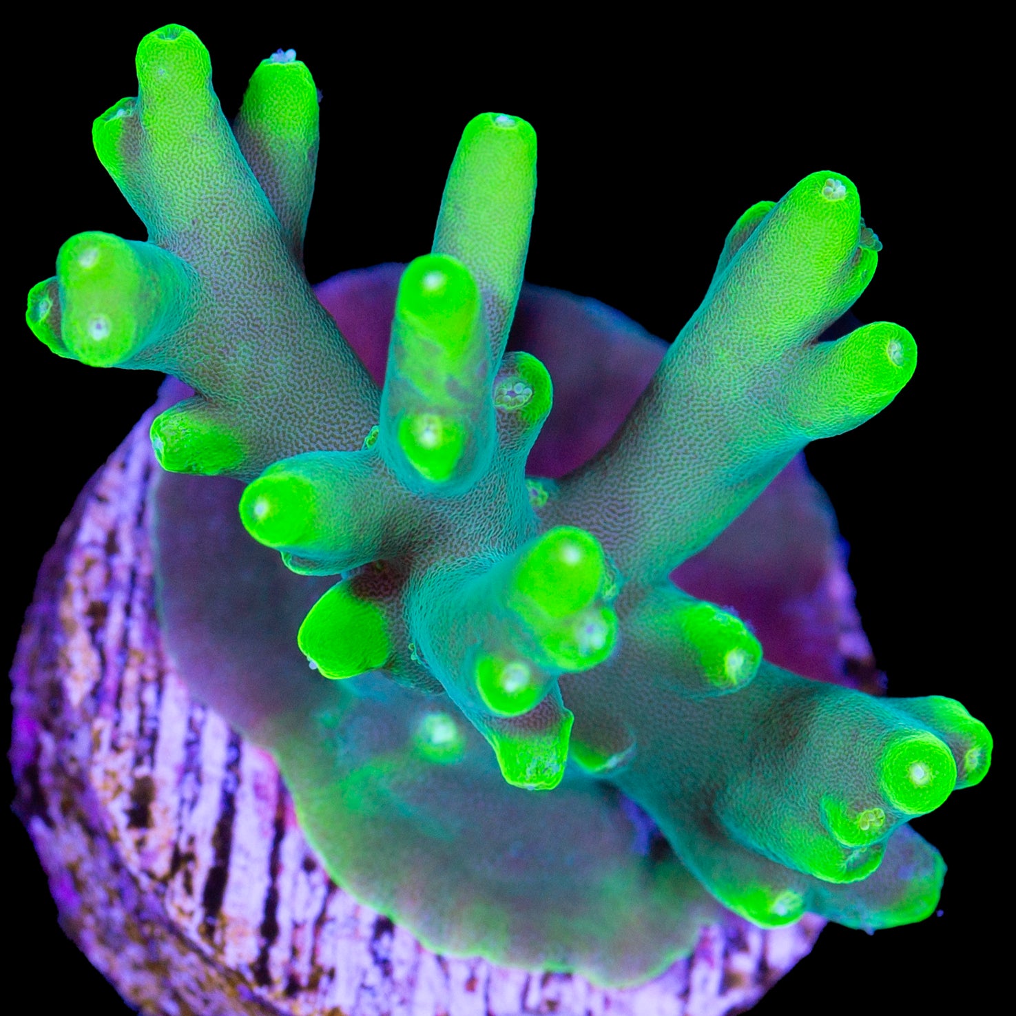 Vivid's Glowstick Acropora Carolinana Acropora Coral