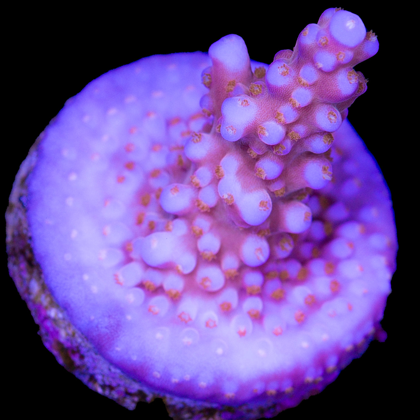 ARC Fireworks Acropora Coral