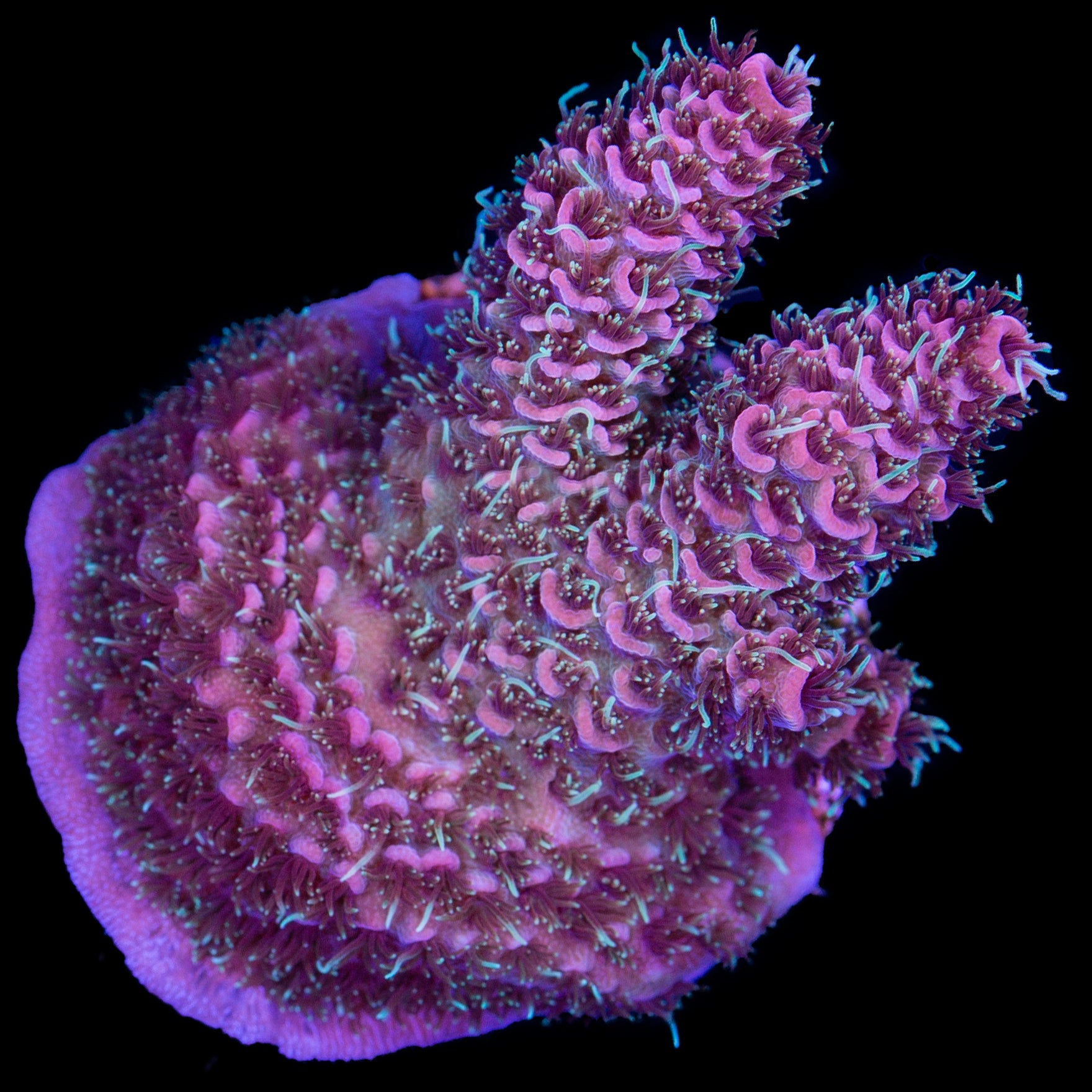 Ultra Raspberry Millepora Coral