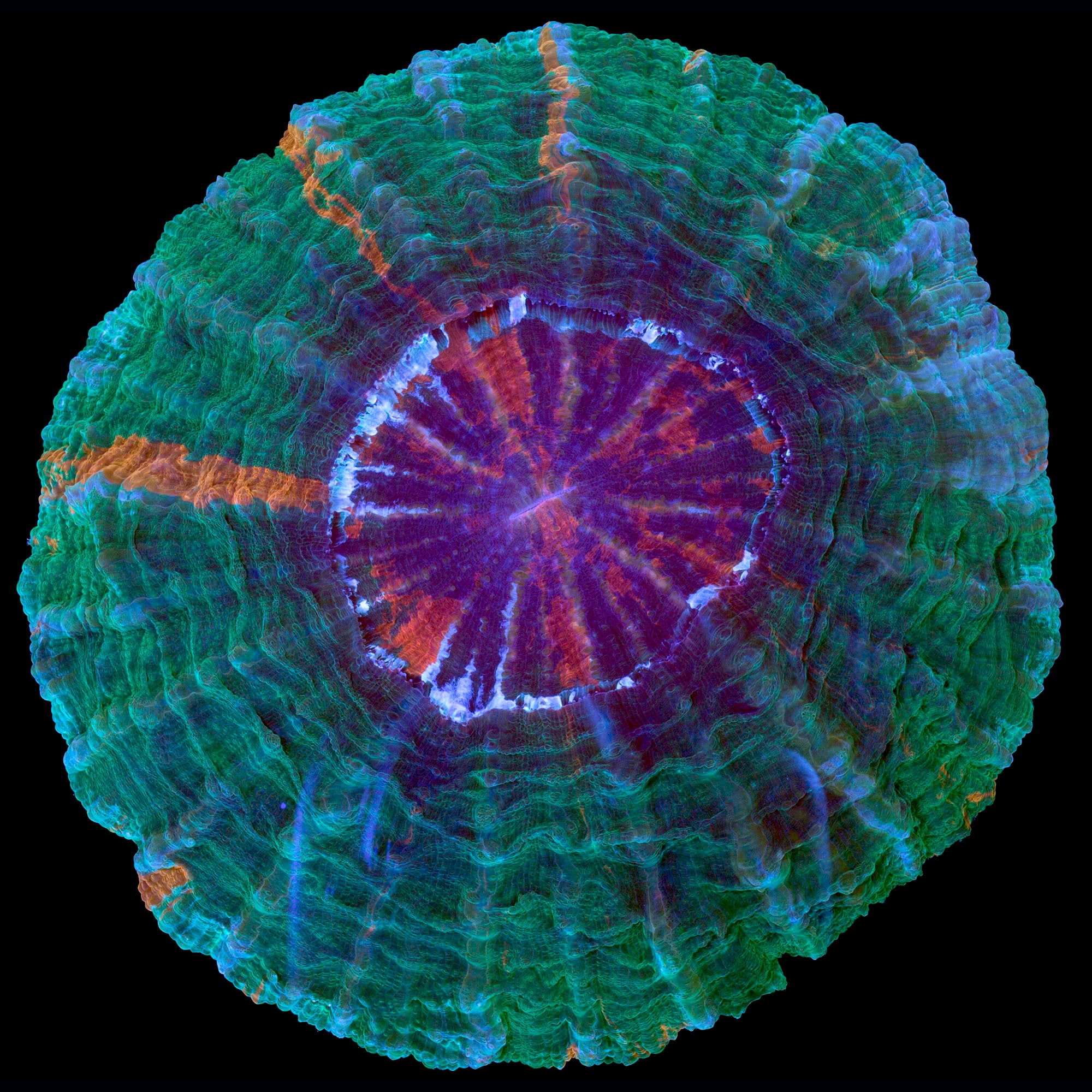 Michelangelo Acanthophyllia Coral