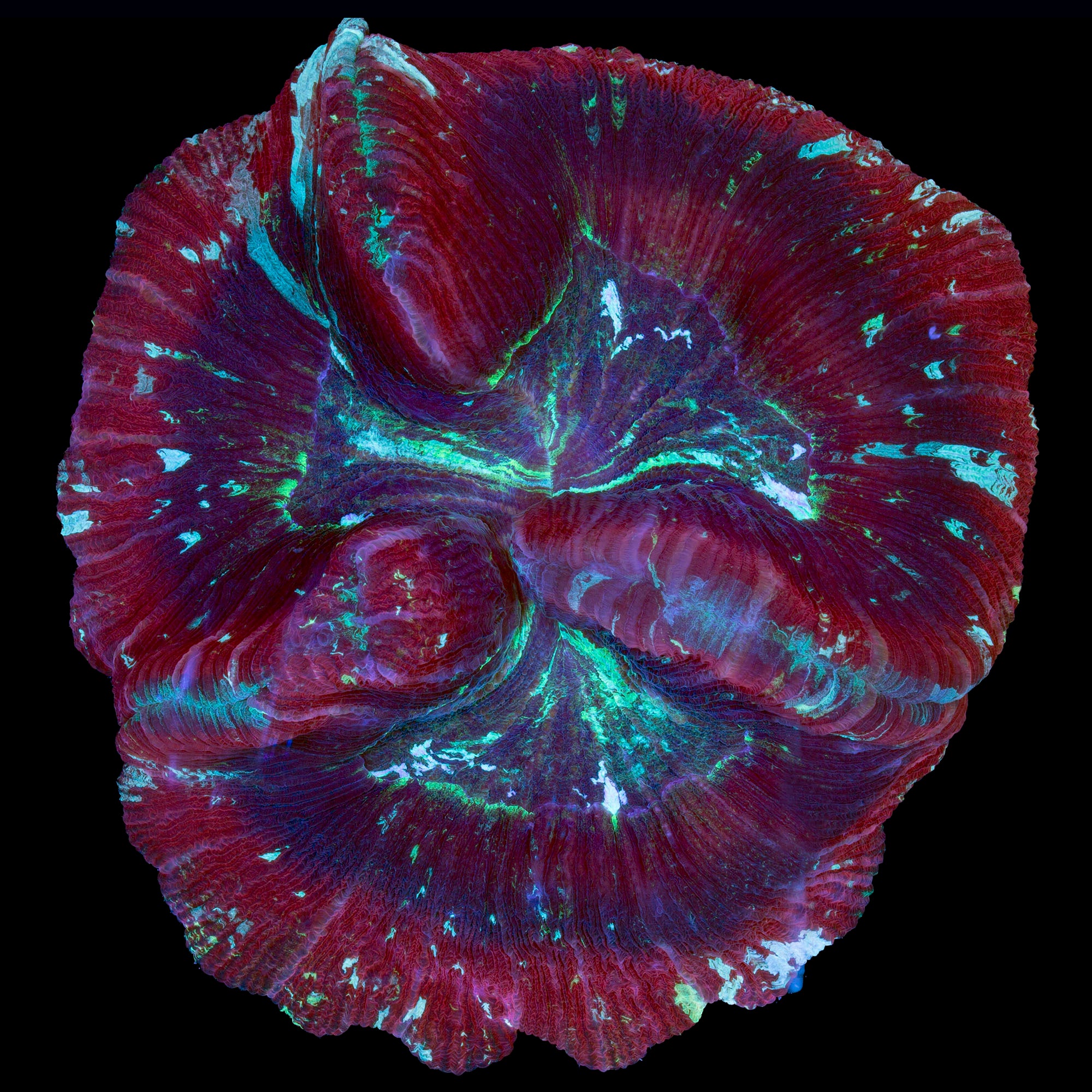 Ultra Wellsophyllia Coral