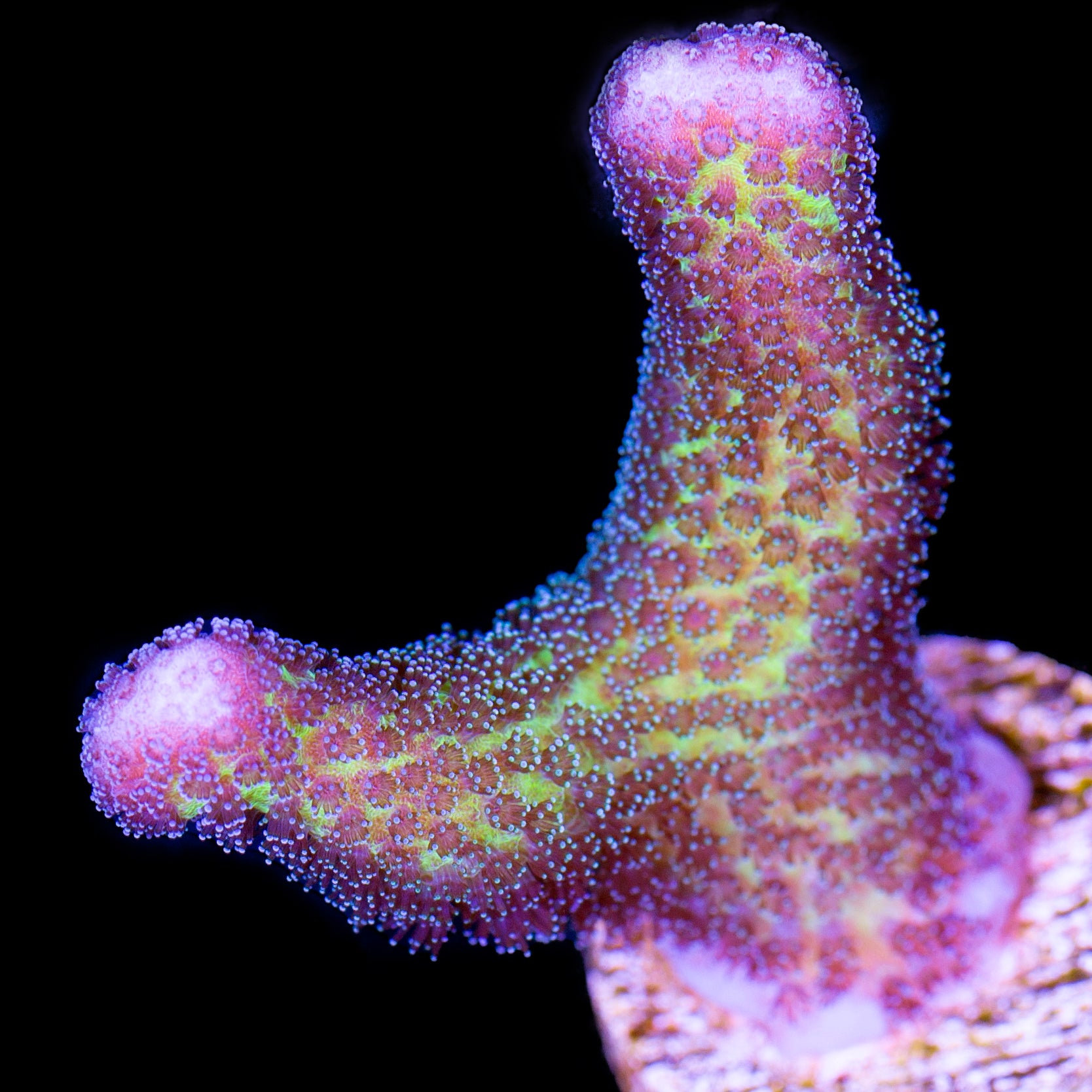 Ultra Stylophora Coral