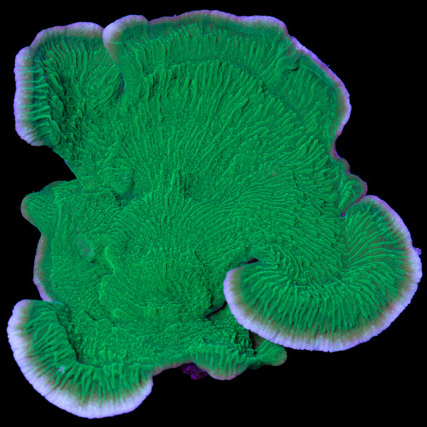 Green Montipora Capricornus Coral Colony - Vivid Aquariums