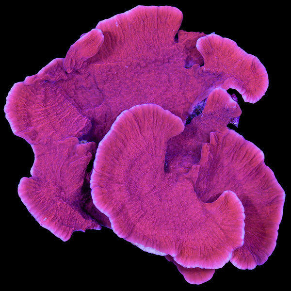 Red Montipora Capricornus Coral Colony - Vivid Aquariums