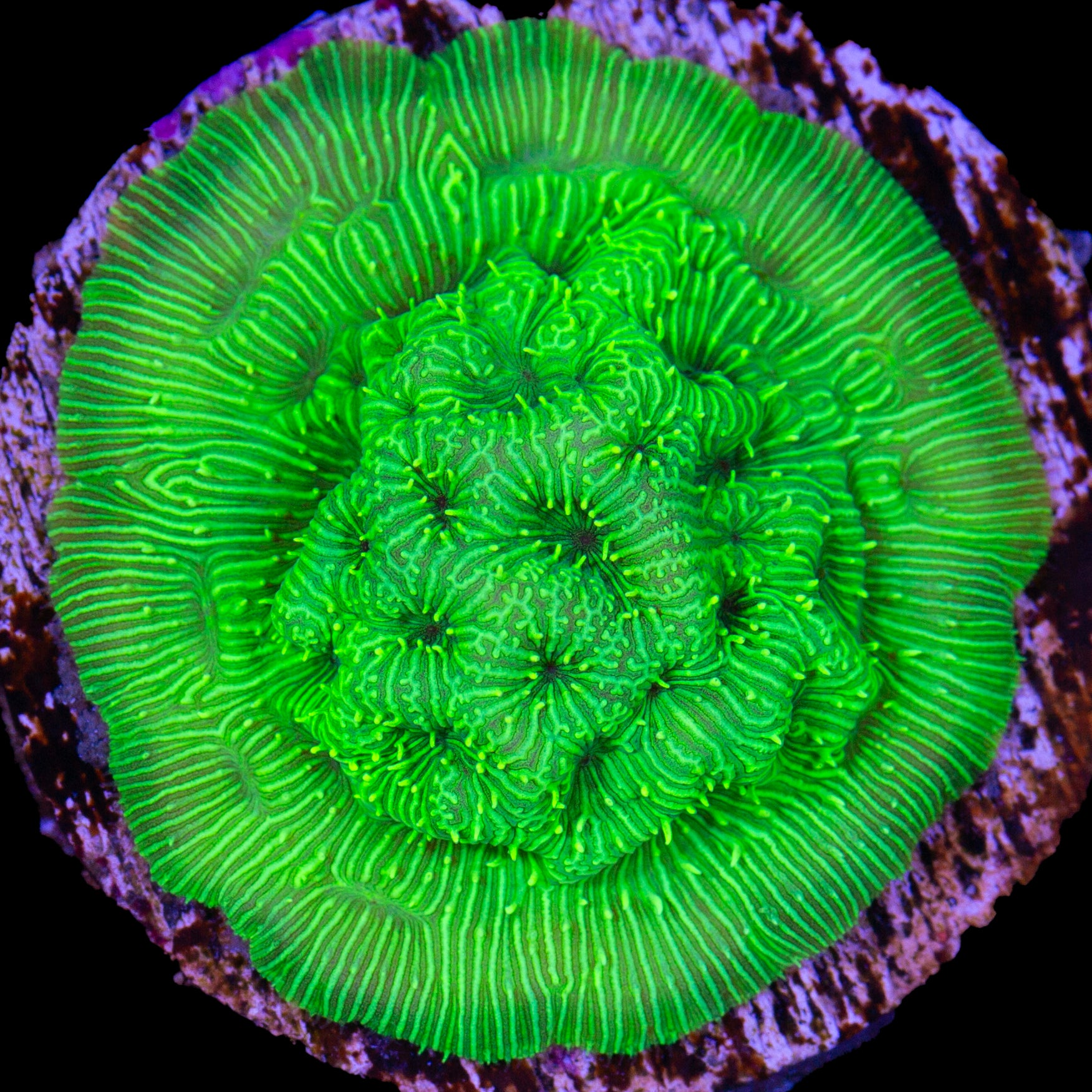 Convict Leptoseris Coral