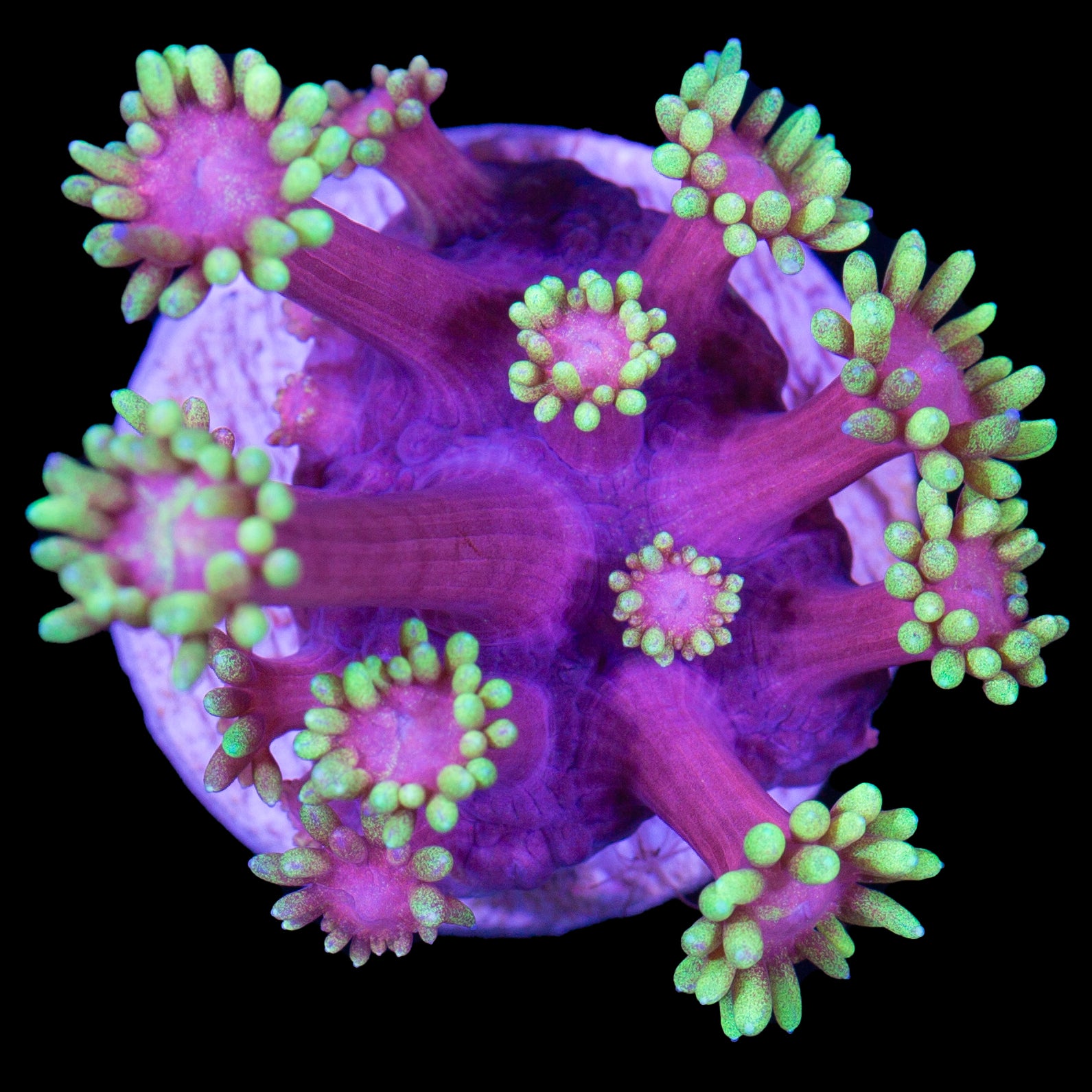 Mai Tai Goniopora Coral