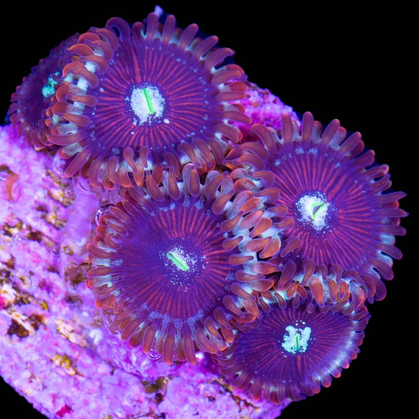 Buy WYSIWYG Coral for Sale | Live Corals | Rare Corals | Sale Corals ...