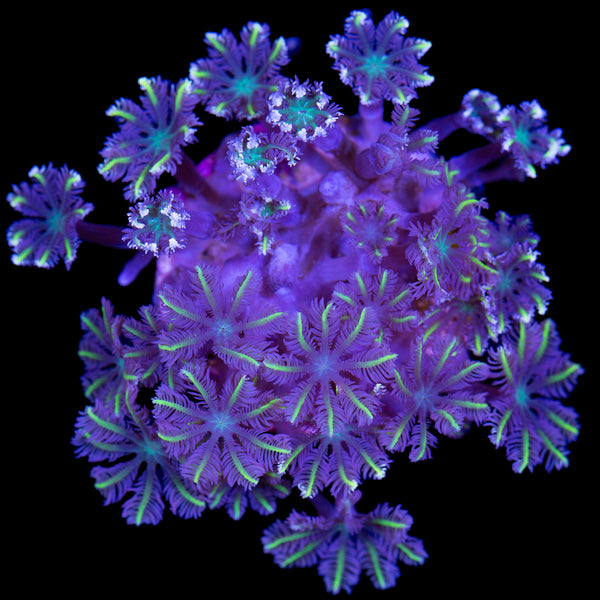 Highlight Colve Polyps - Vivid Aquariums