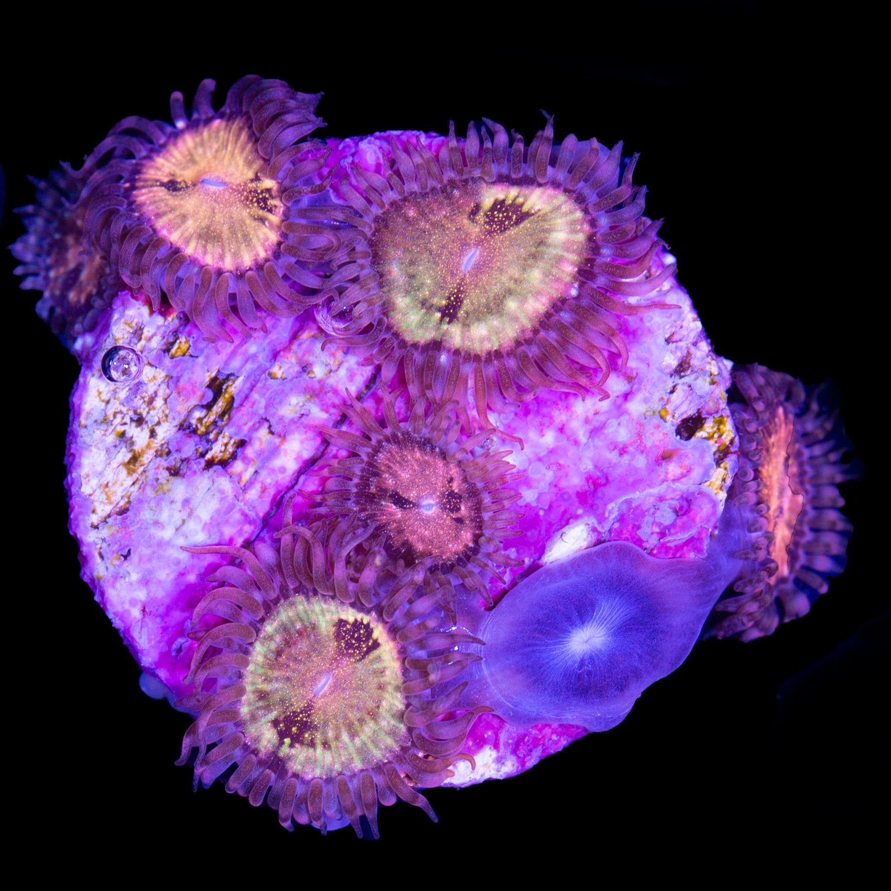 Vivid's Pandora Zoanthids