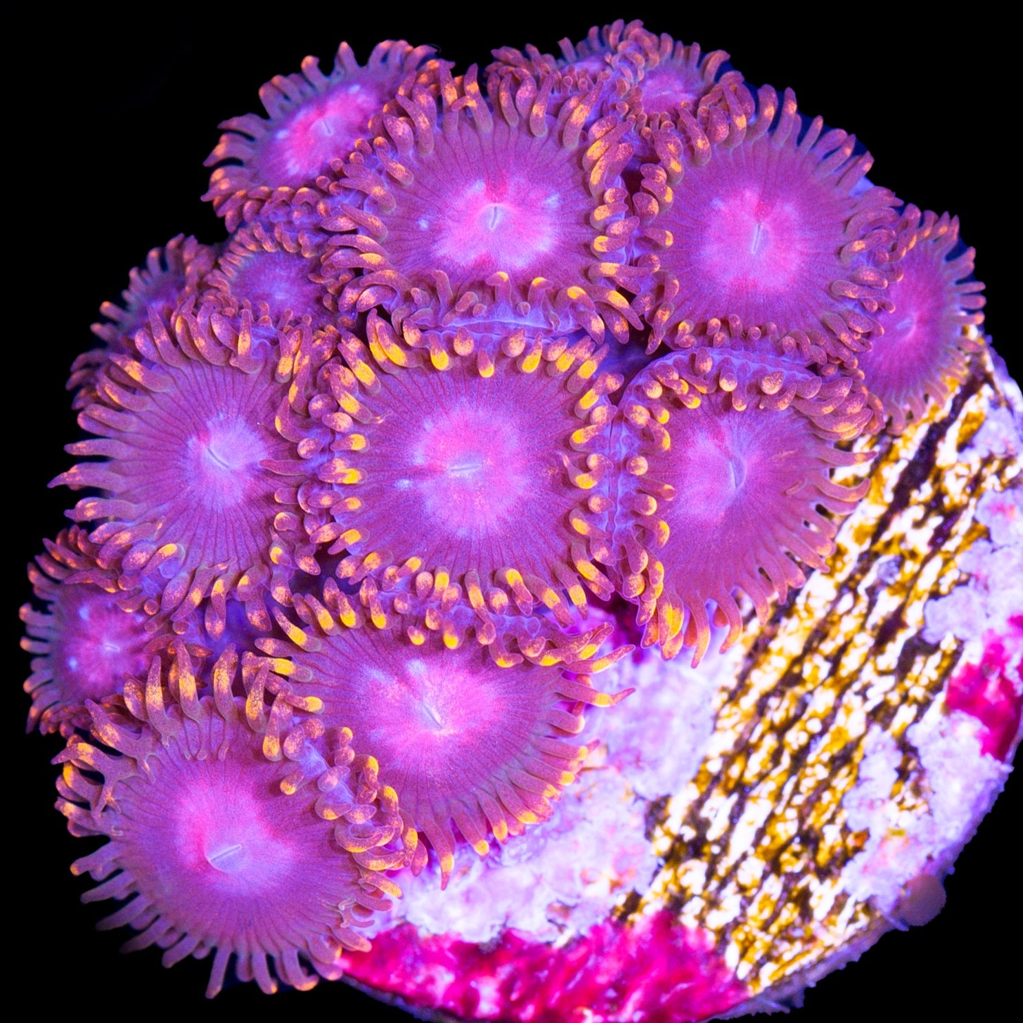 Pink Bam Zoanthid Coral