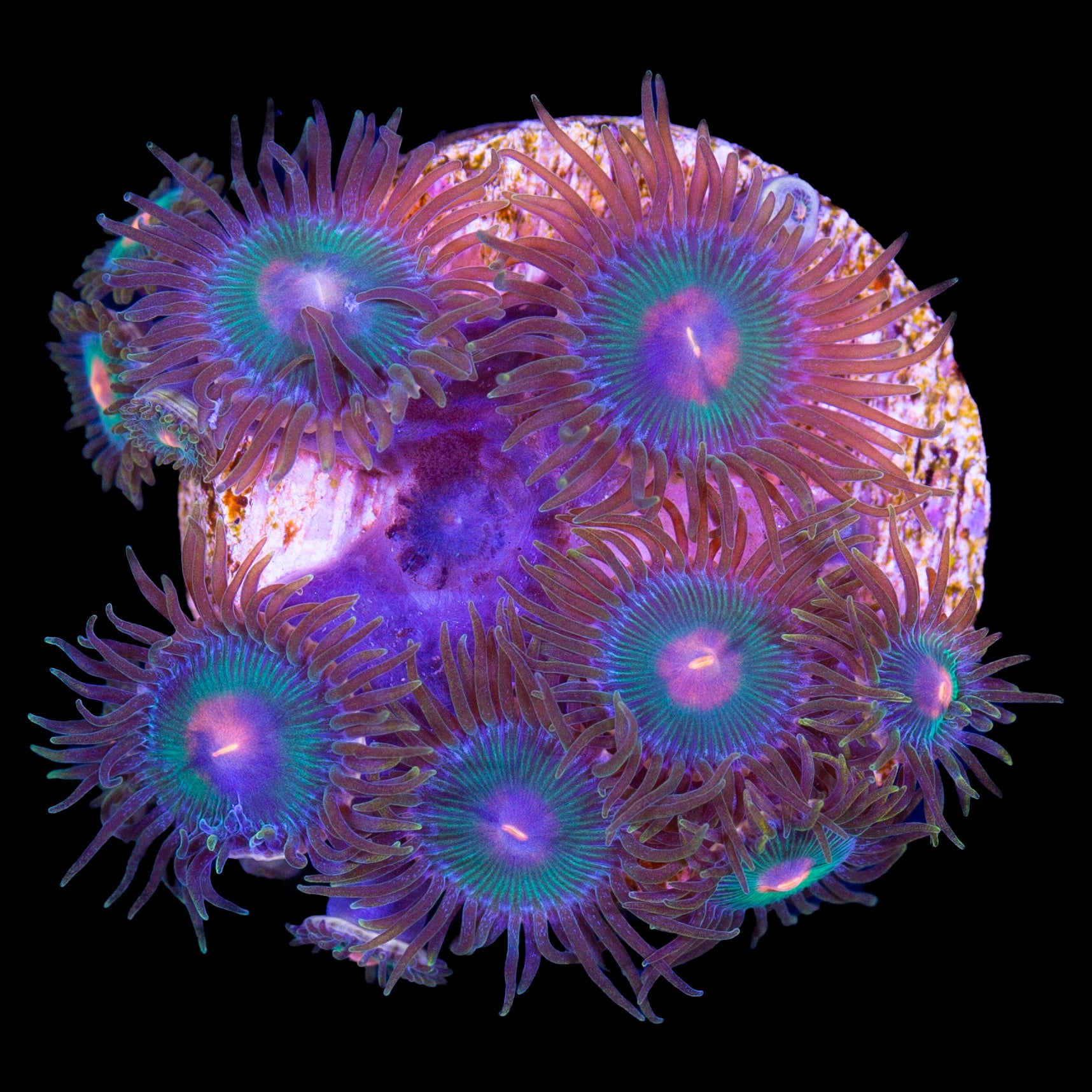 Vivid's Gatorade Zoanthids