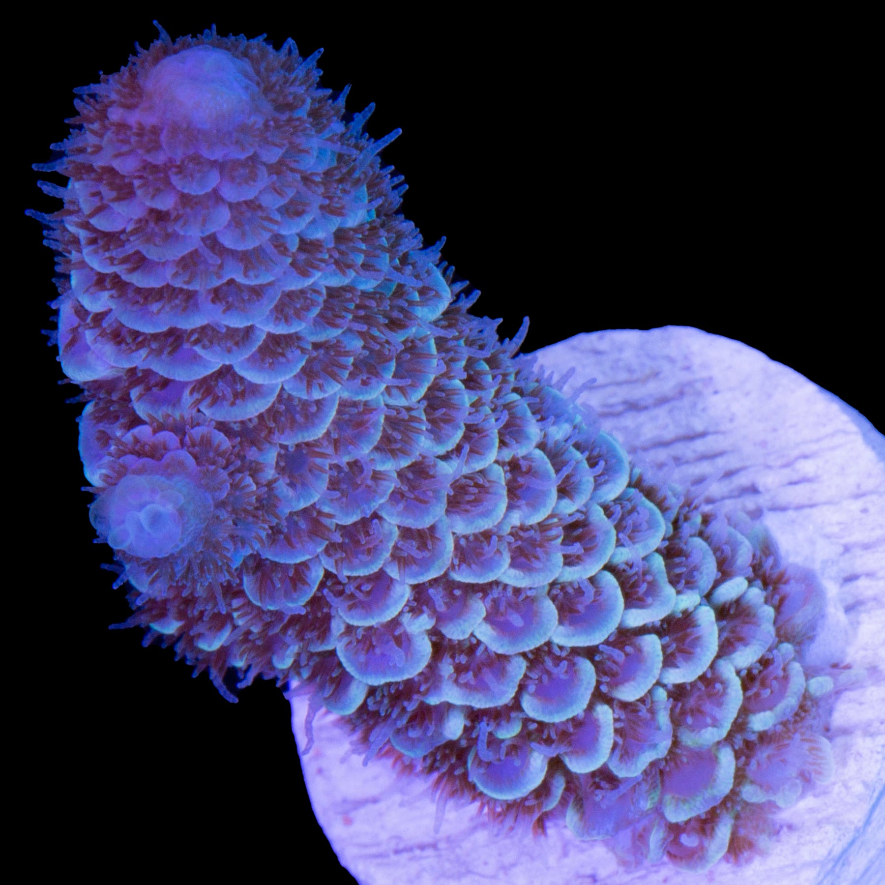 Acropora Coral for Sale | Buy Live Coral for Sale | Rare Coral | Sale ...