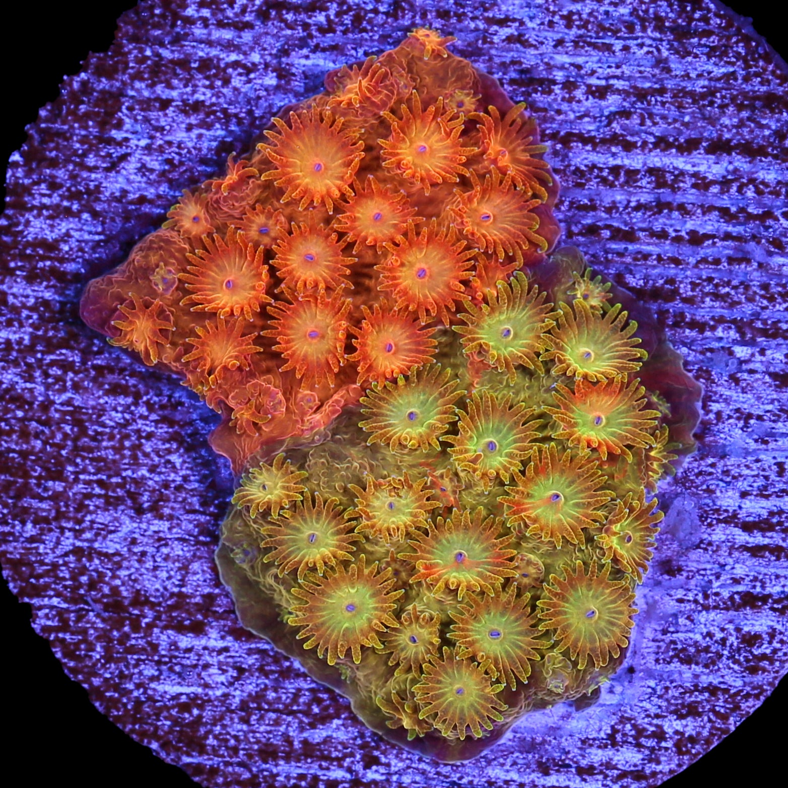 Circuit Breaker Cyphastrea Coral