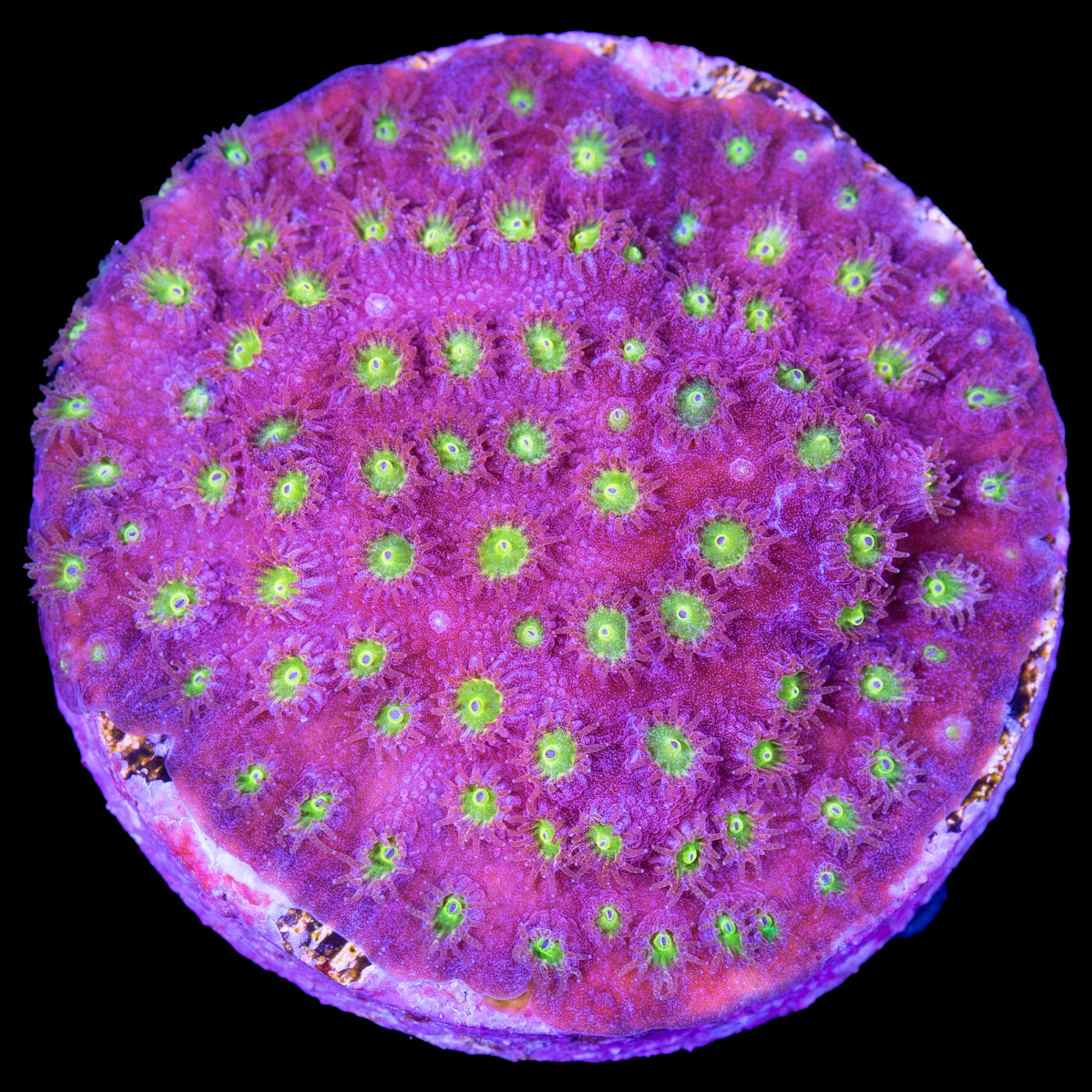 JF Bling Bling Cyphastrea Coral