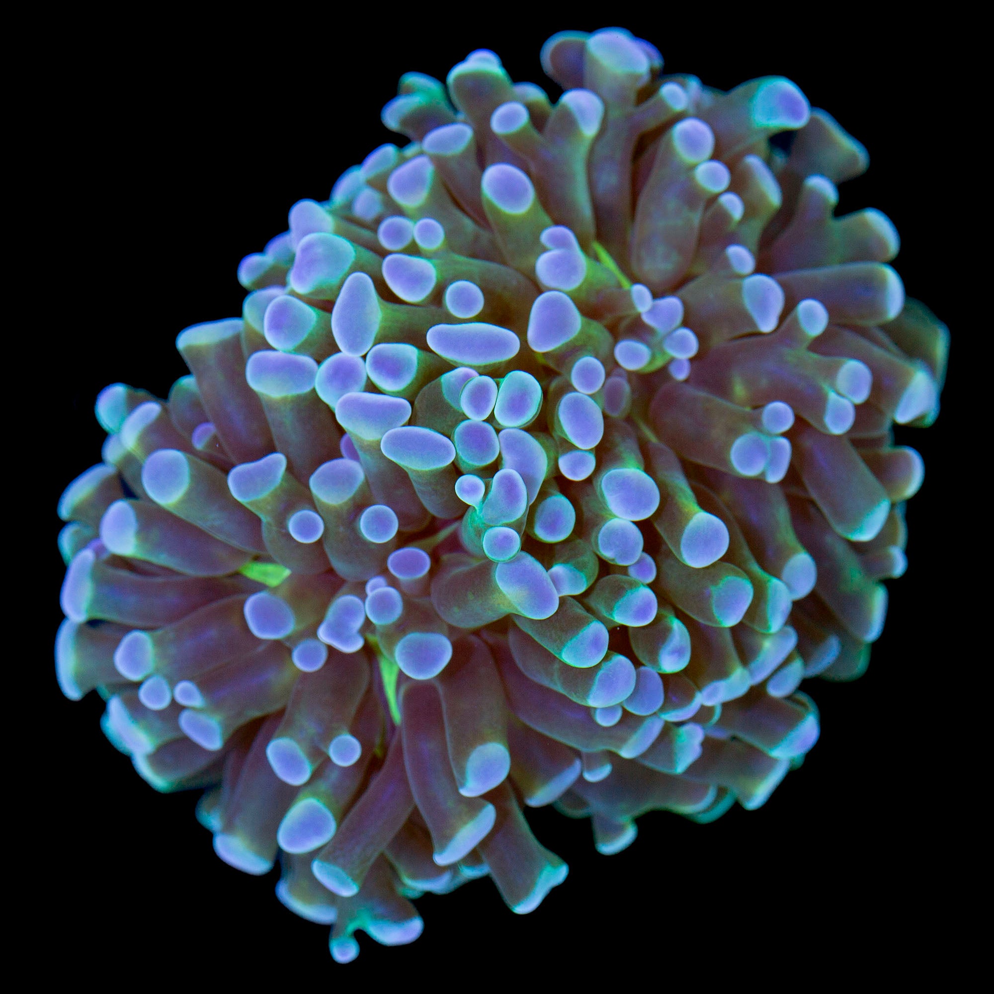 Neptune Branching Hammer Coral