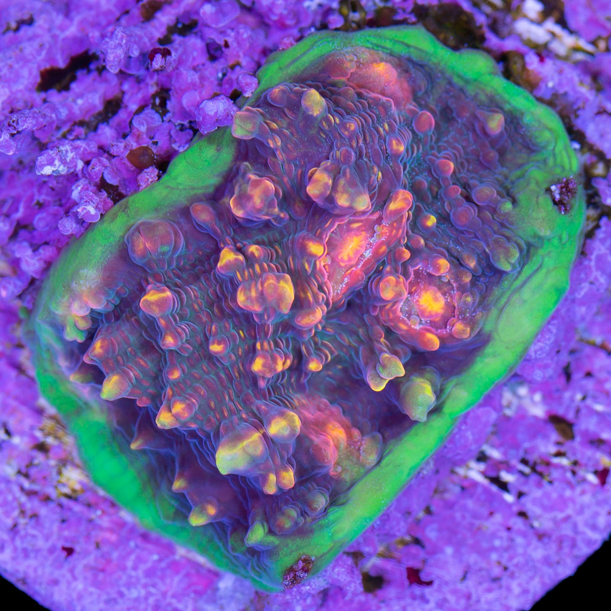 Vivid's Twilight Echinophyllia Coral