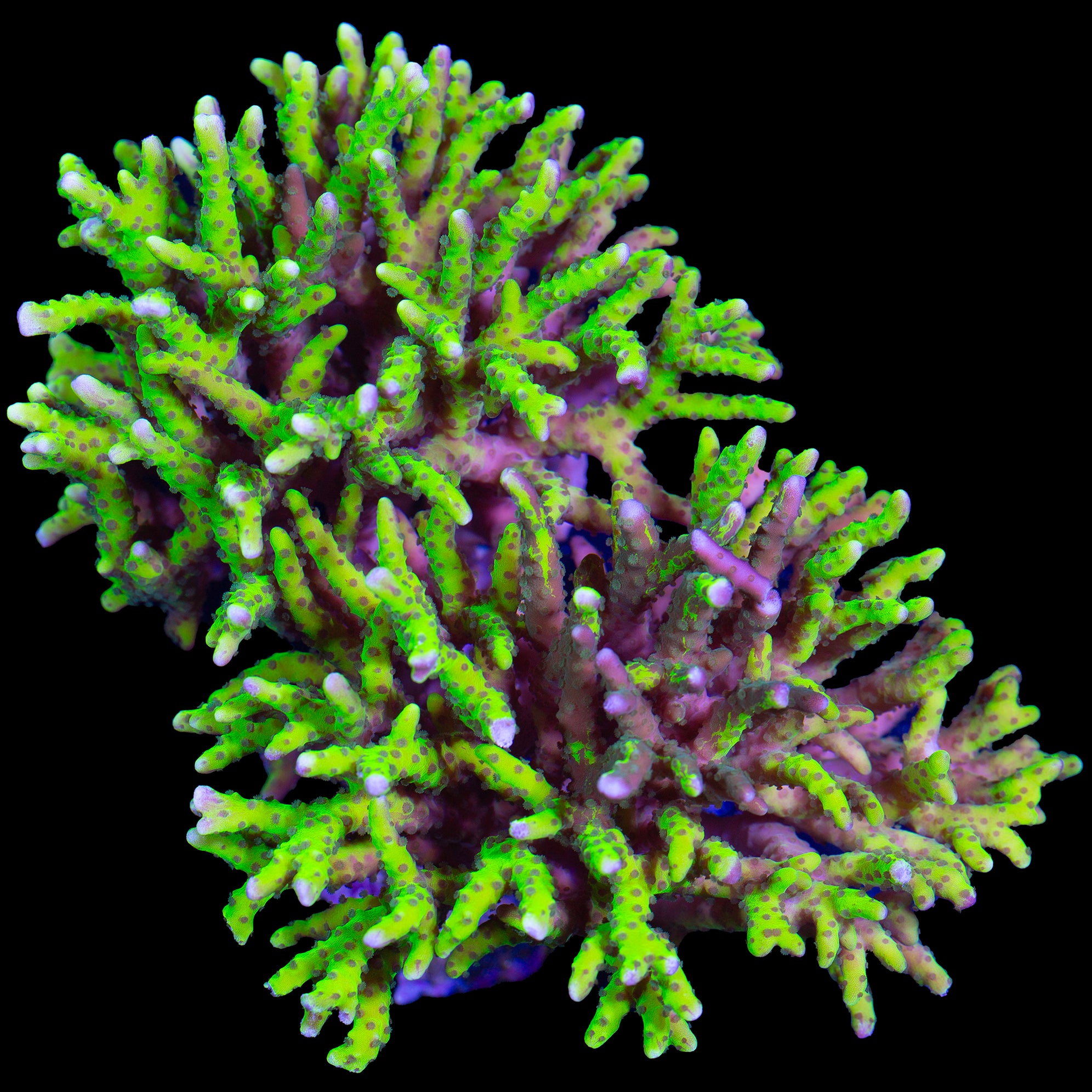 WYSIWYG LPS Colonies for Sale | Buy WYSIWYG LPS Coral - Vivid Aquariums