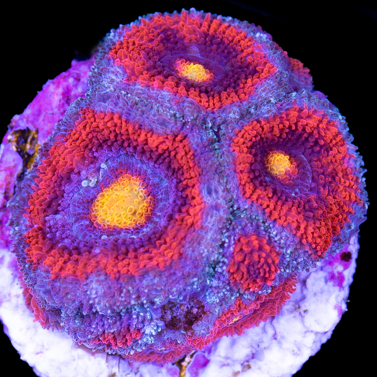 Inferno Micromussa Coral