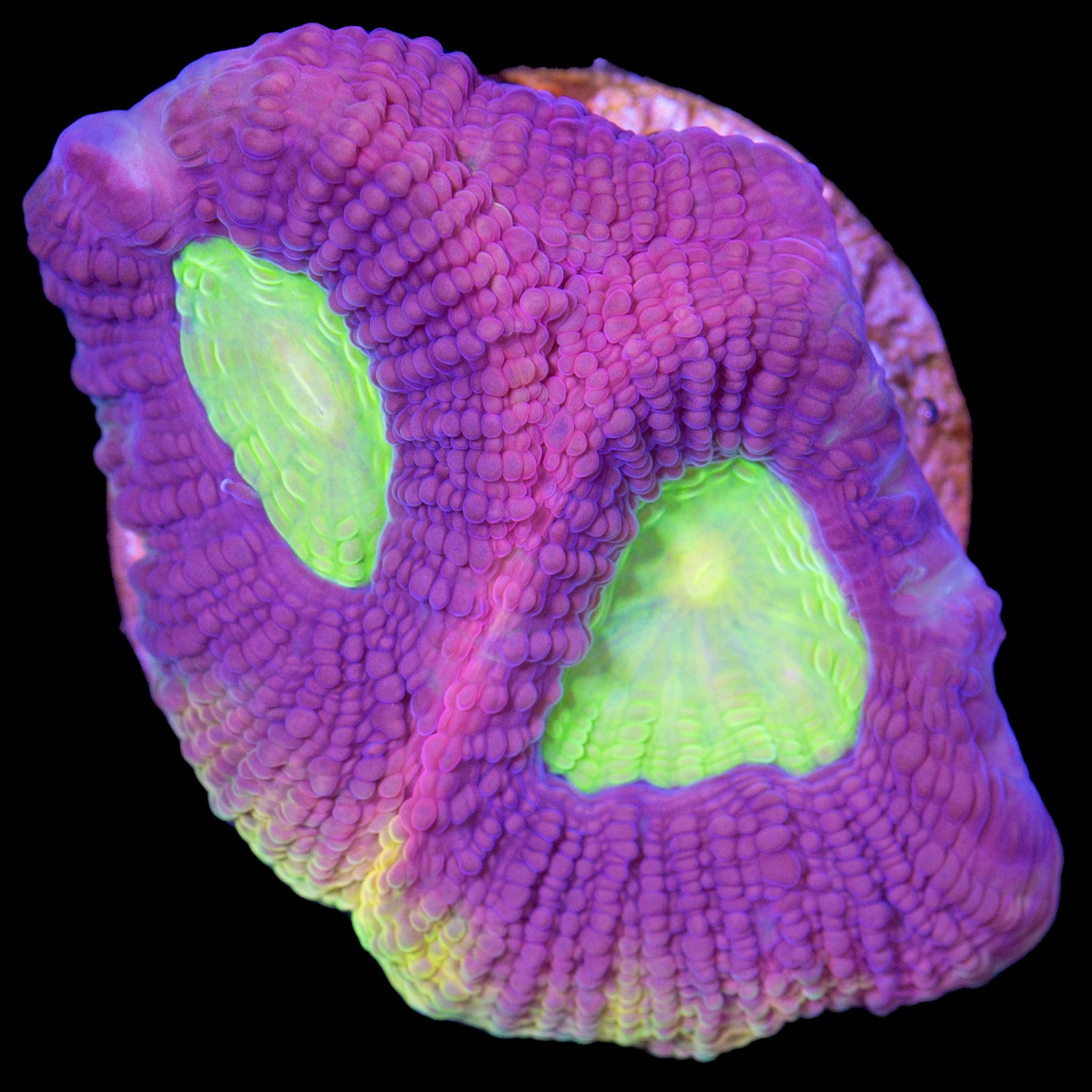 Dragon Soul Prism Goniostrea Coral