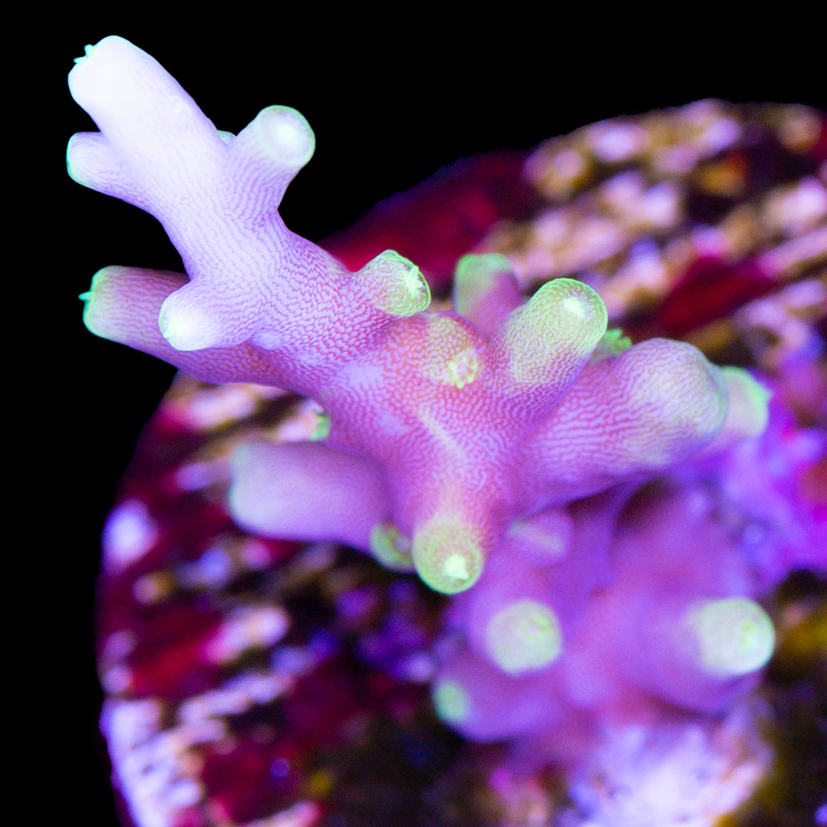 Space Dragon Acropora Coral