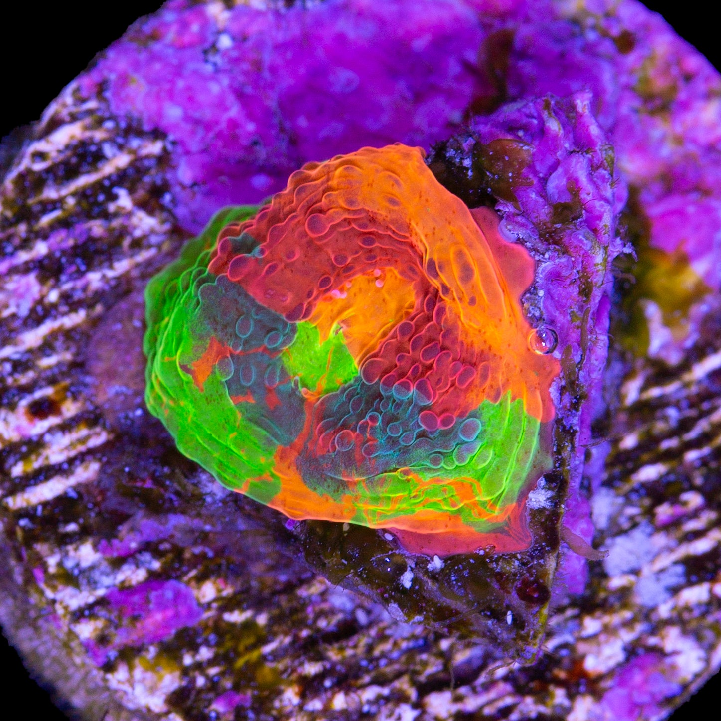 Vivid's Rainbow Unicorn Echinophyllia Coral