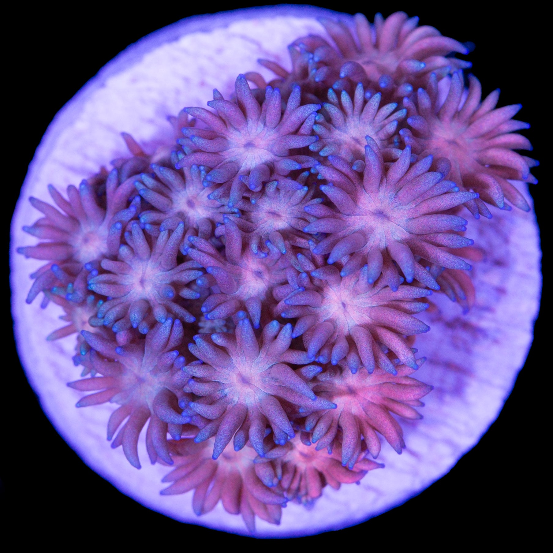 Snowcone Goniopora Coral