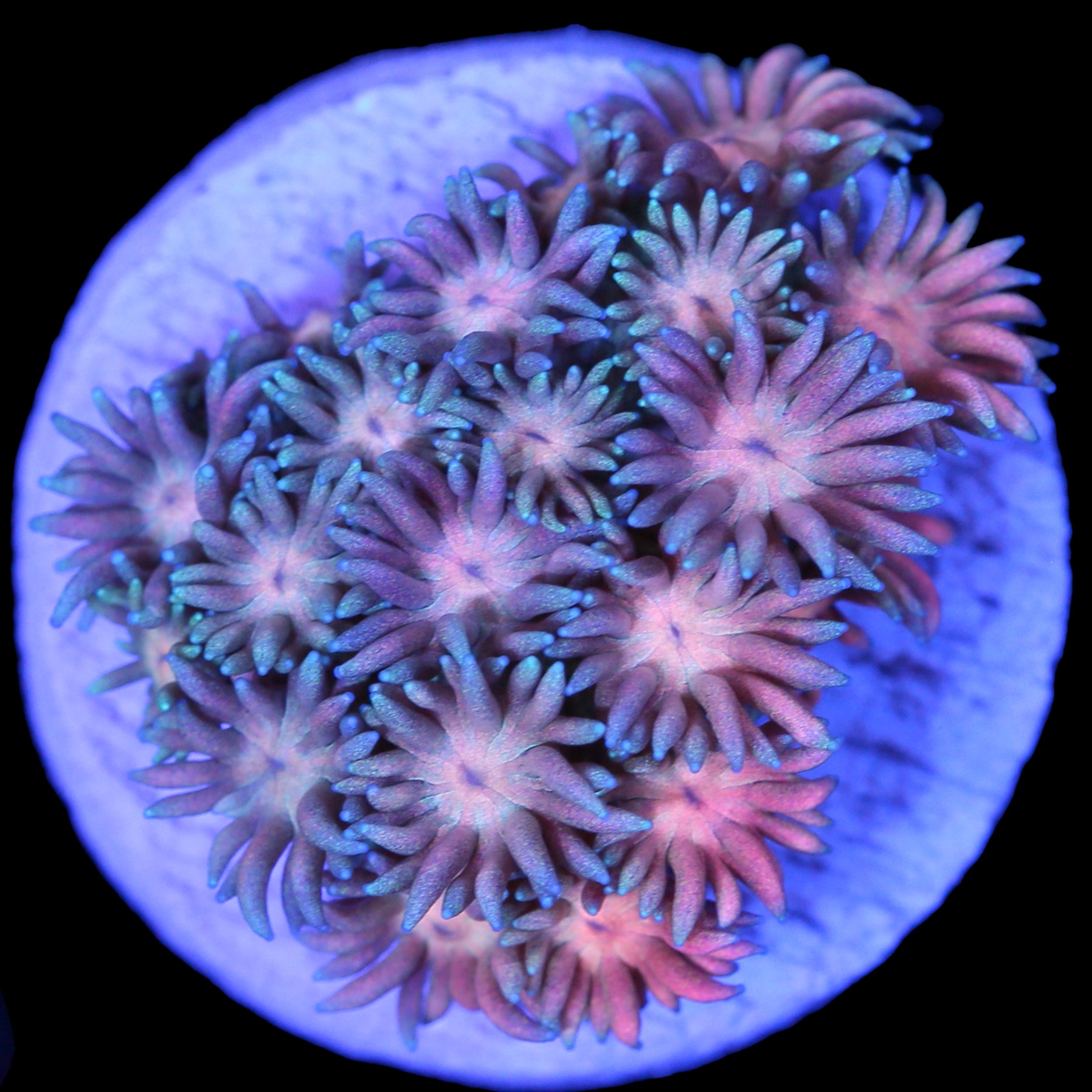 Snowcone Goniopora Coral