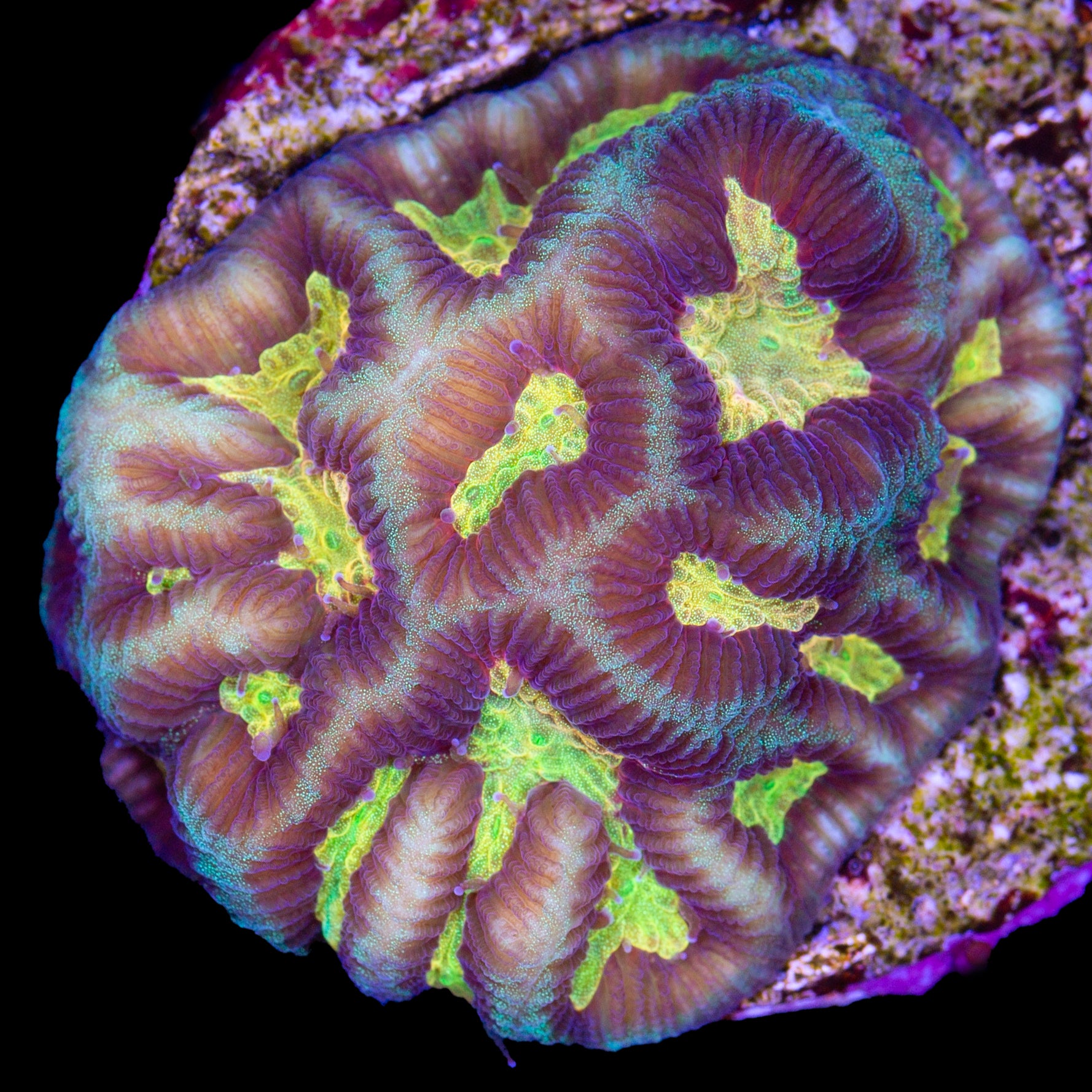 Vivid's Super Melon Platygyra Coral