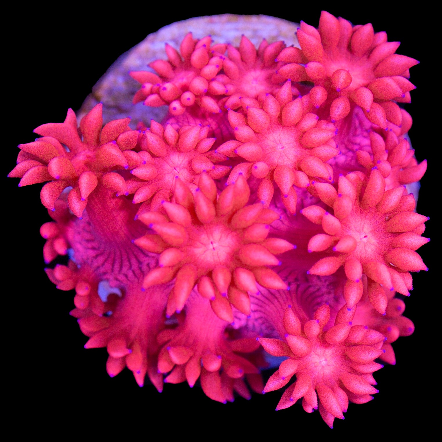 Red Hot Aussie Goniopora Coral