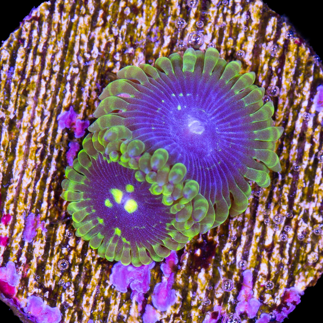 Vivid's Exosphere Zoanthids