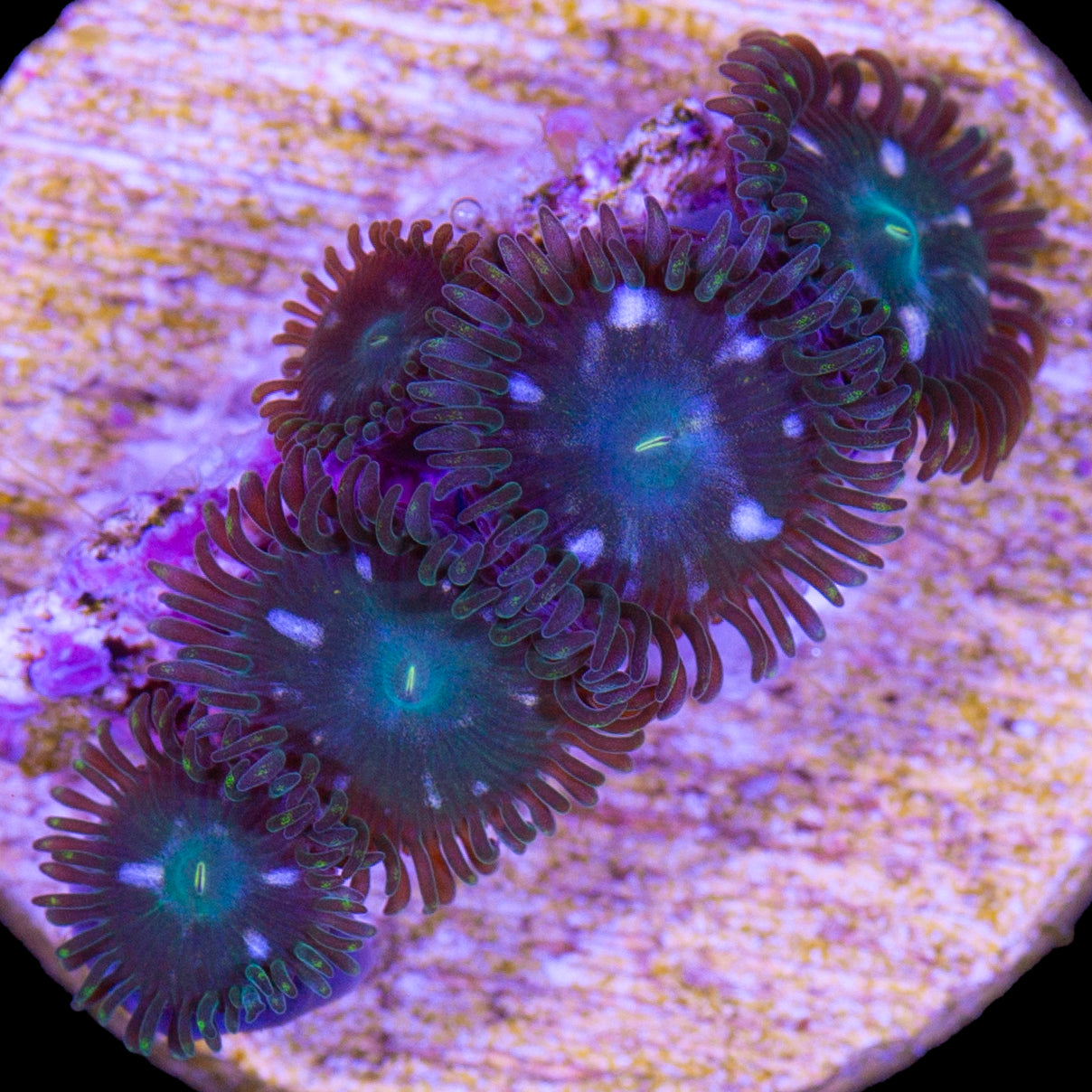 Vivid's Lost World Zoanthids