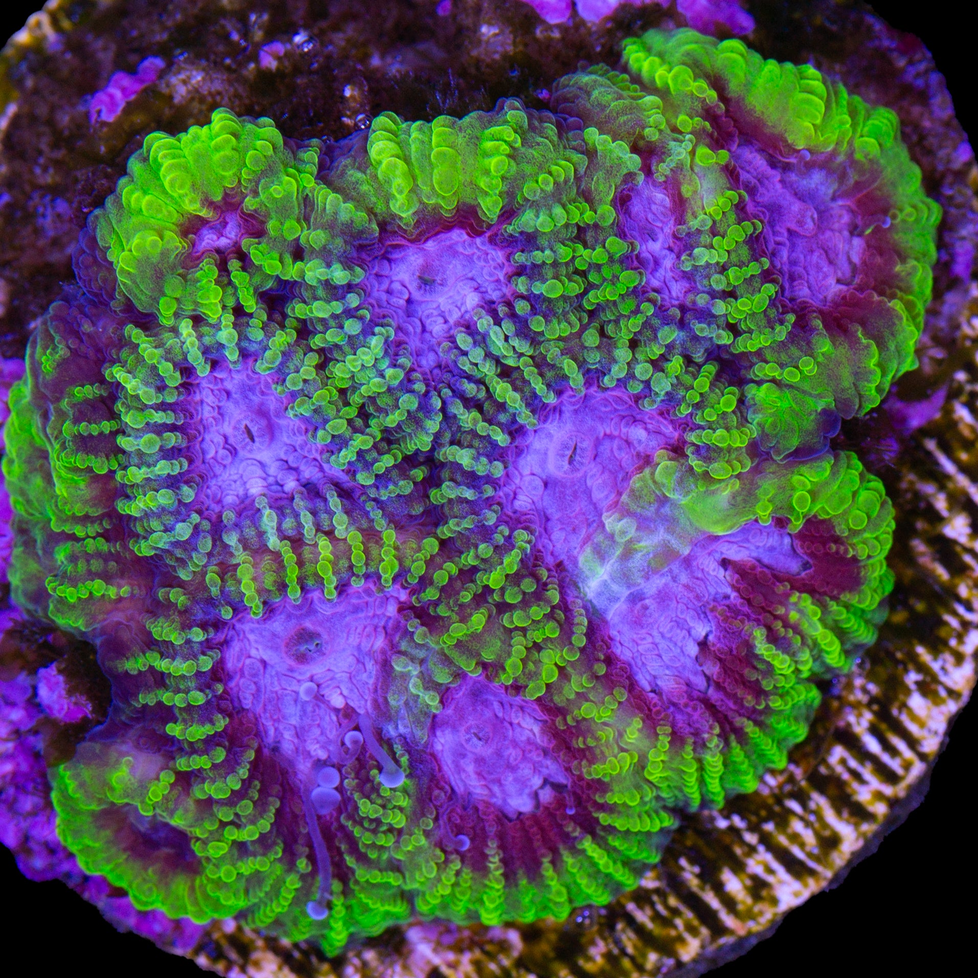 Raptor's Peace Favia Coral