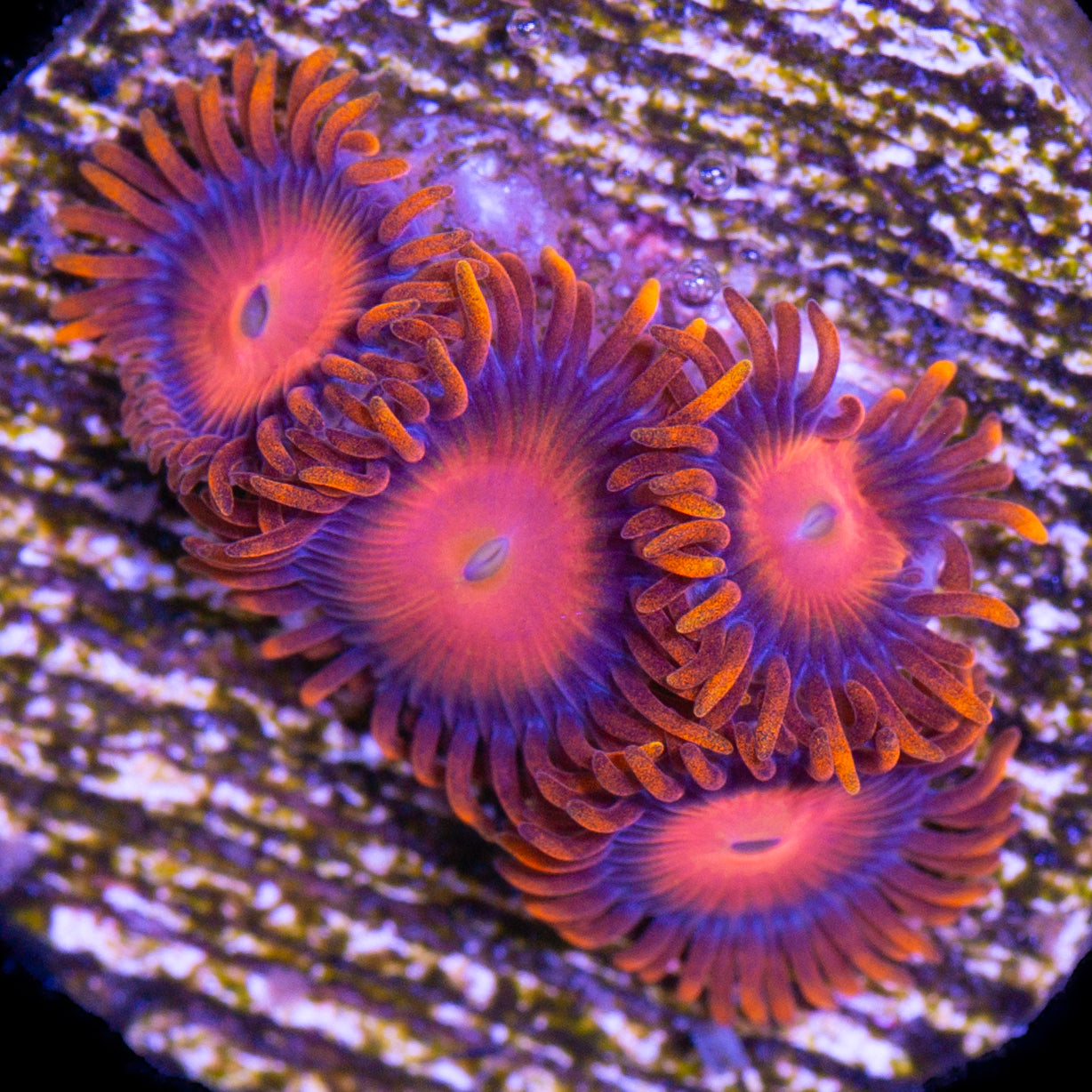 Orange Bam Bam Zoanthids