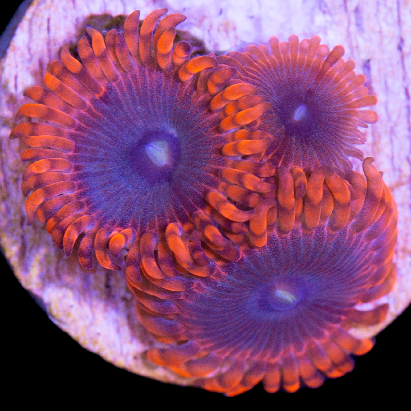 Lunar Eclipse Zoanthids