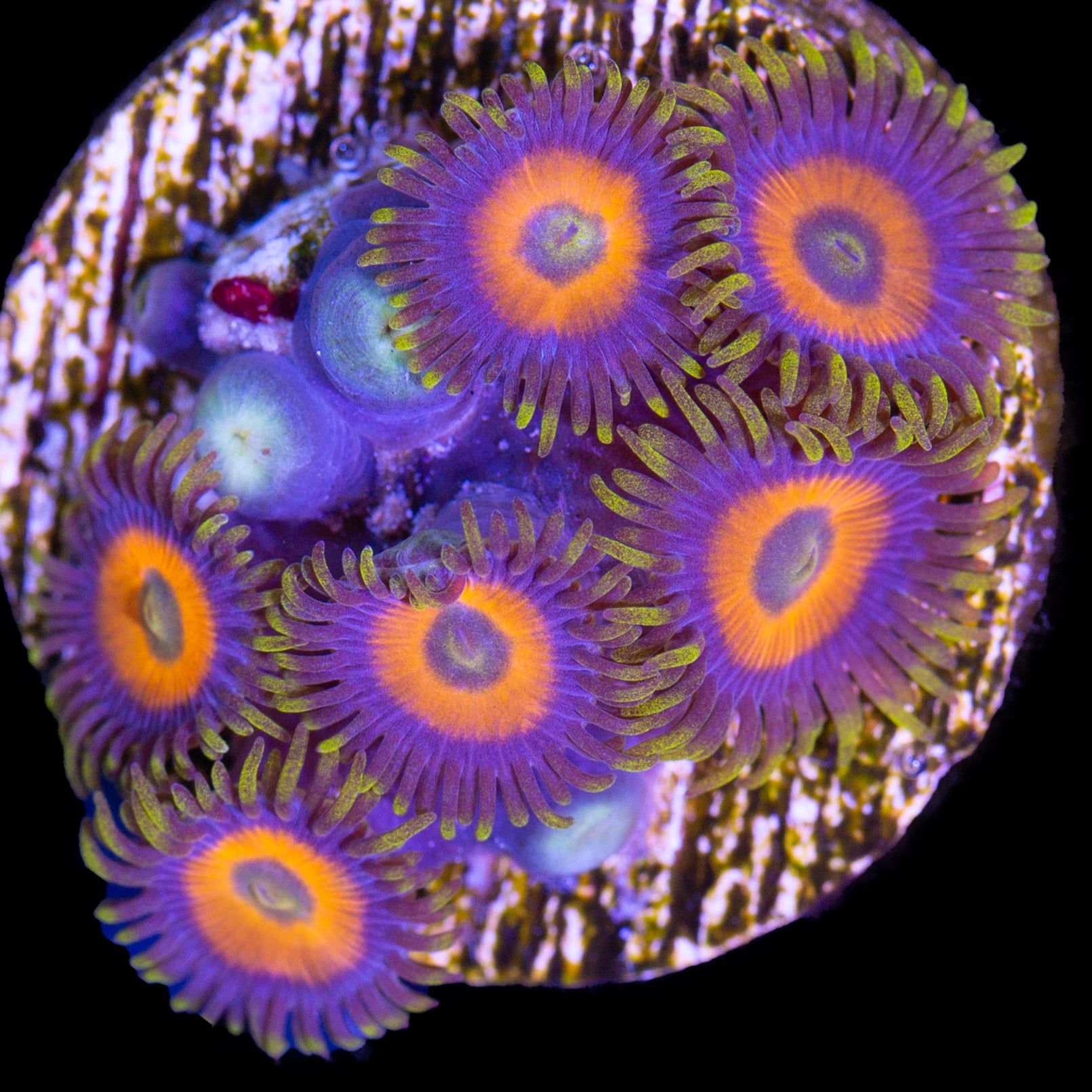 Green Flash Zoanthids