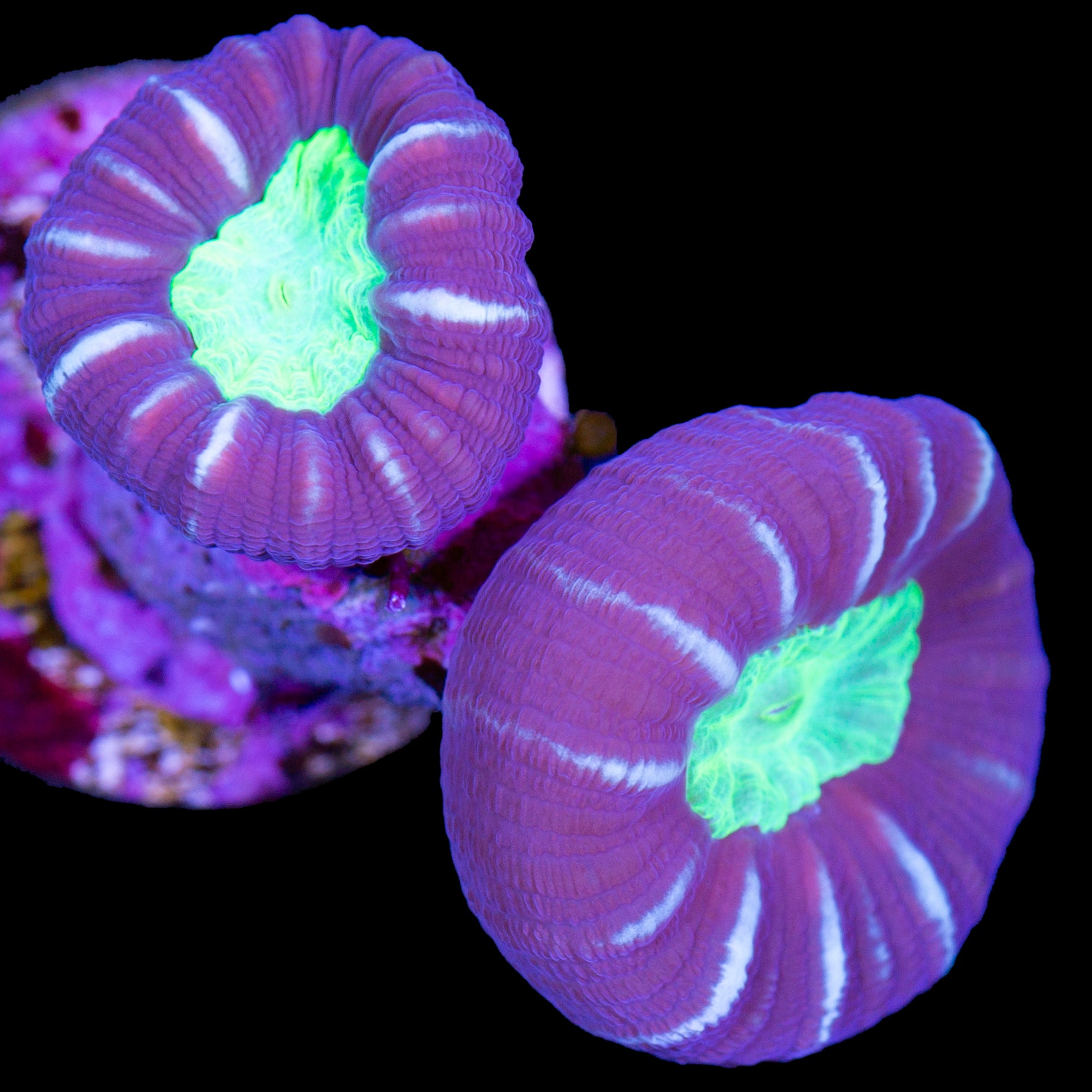 Green Eye Candy Cane Coral