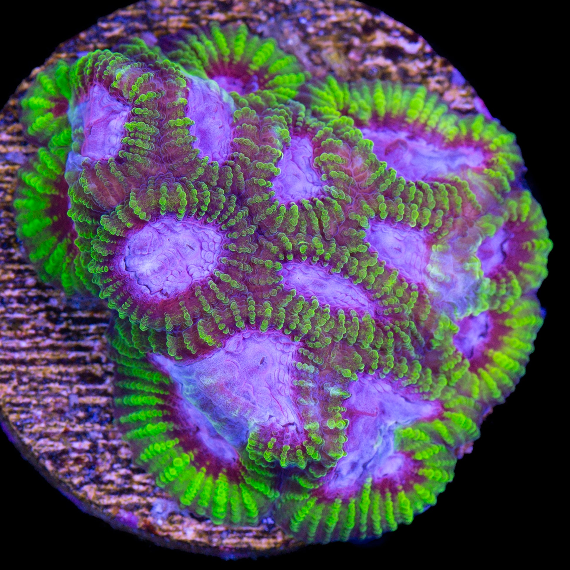 Purple Raptor's Peace Favia Coral