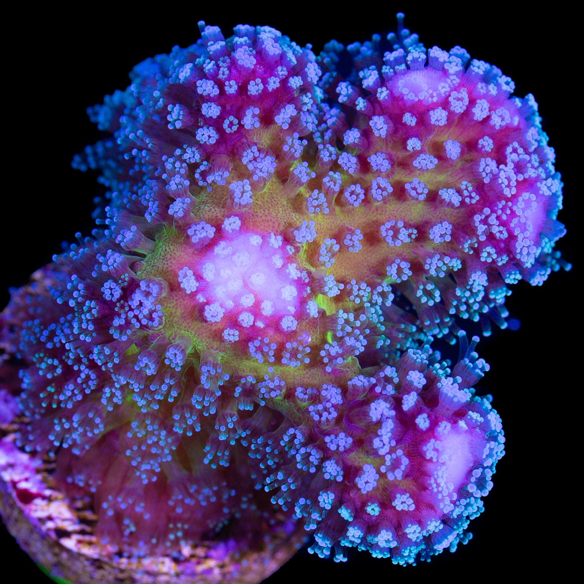 Rainbow Stylophora Coral