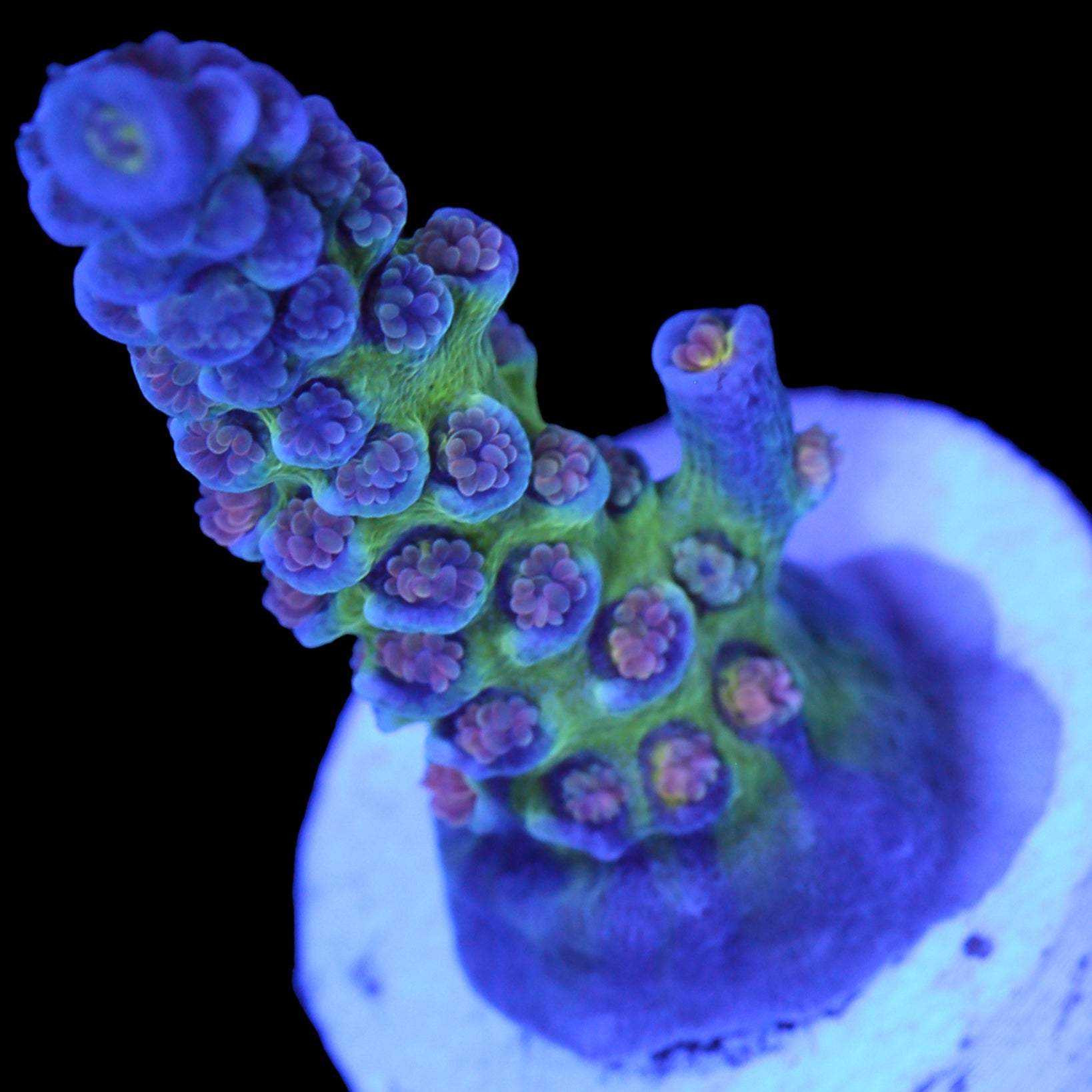 JF Jolt Acropora Coral