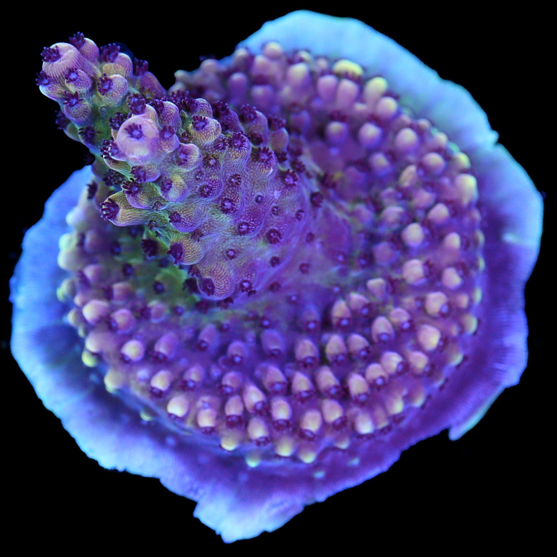 Pink Cadillac Acropora Coral