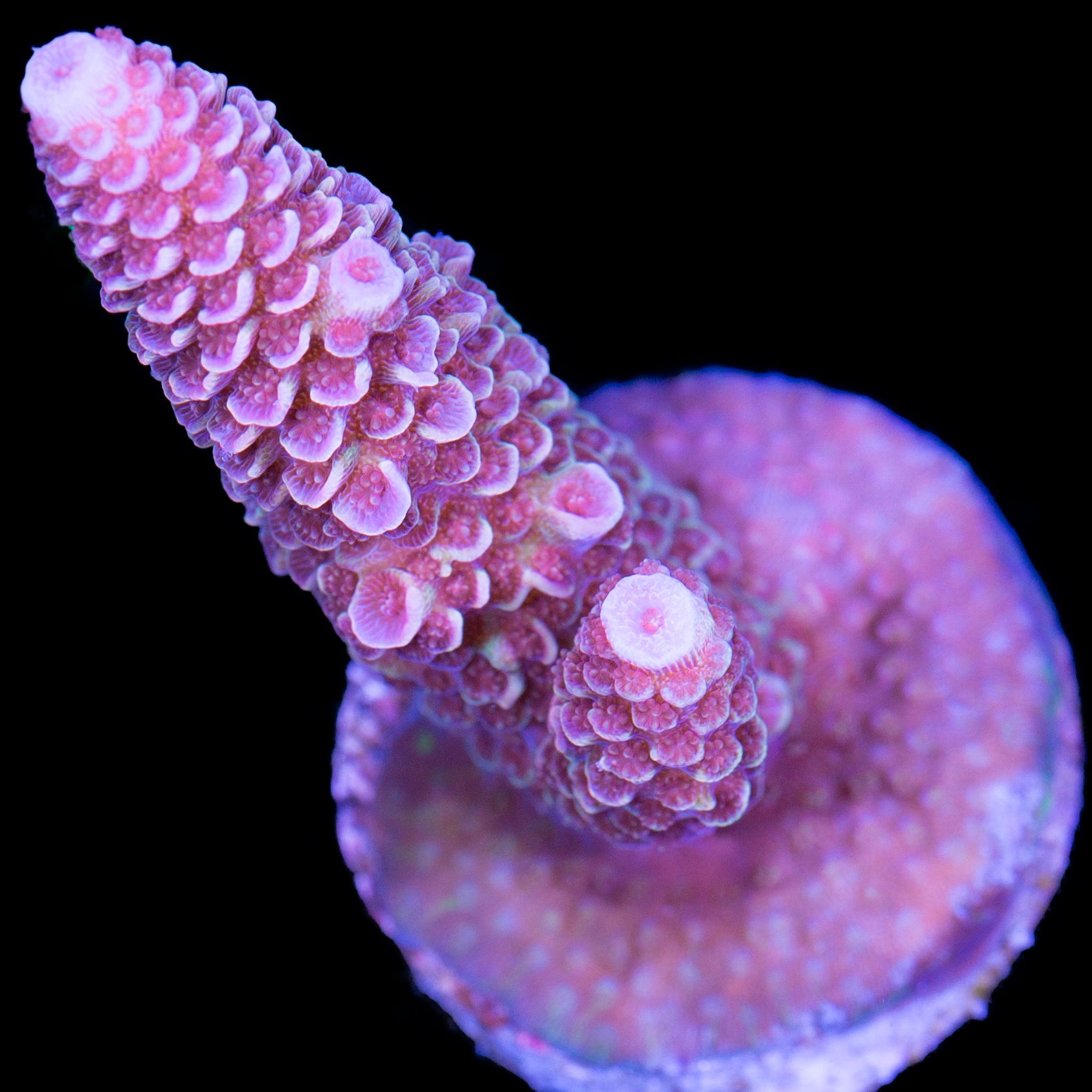 Dragon Scale Spathulata Acropora Coral